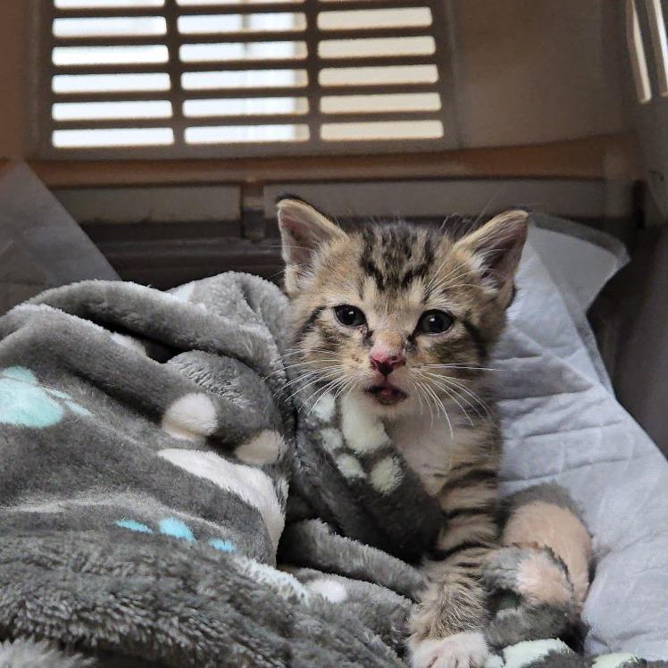 Enlarge Leo, a Adoptable Domestic Short Hair in Memphis, TN image 3/6