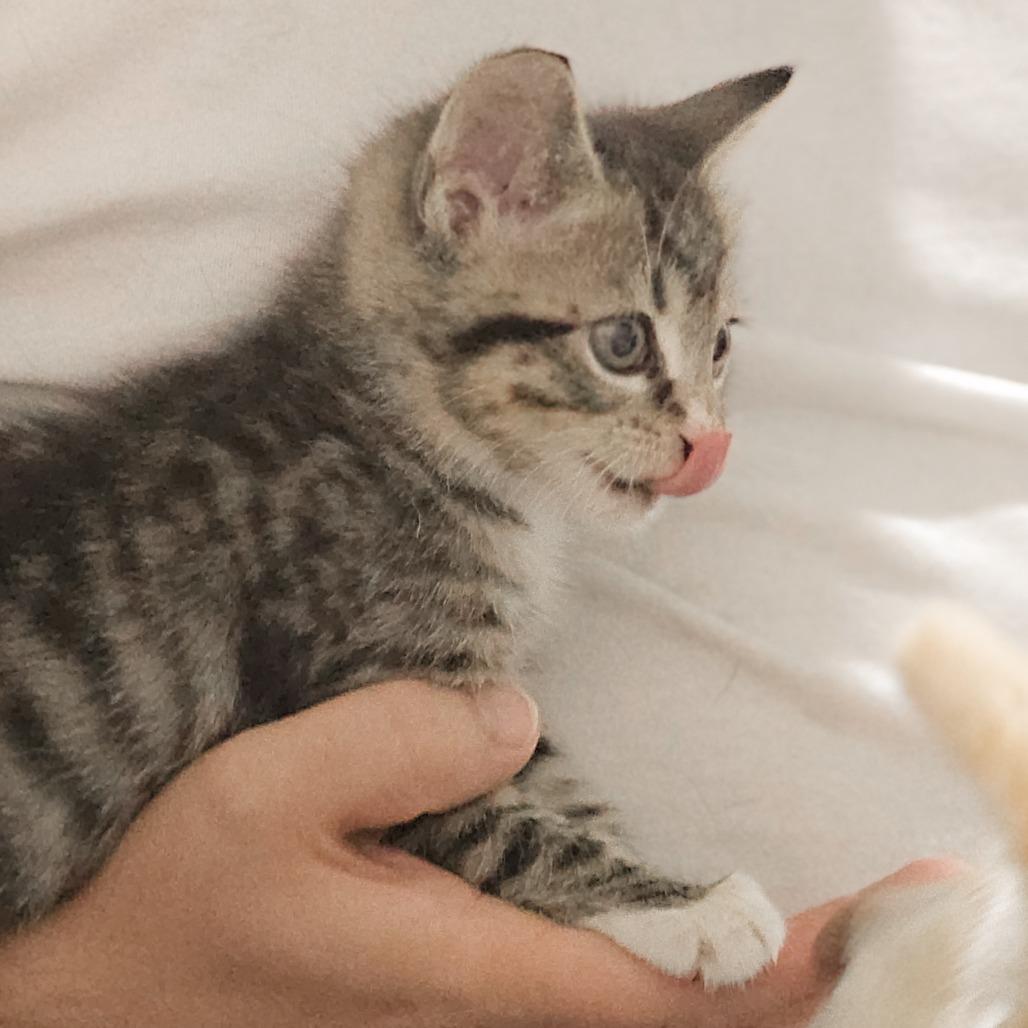 Enlarge Leo, a Adoptable Domestic Short Hair in Memphis, TN image 5/6