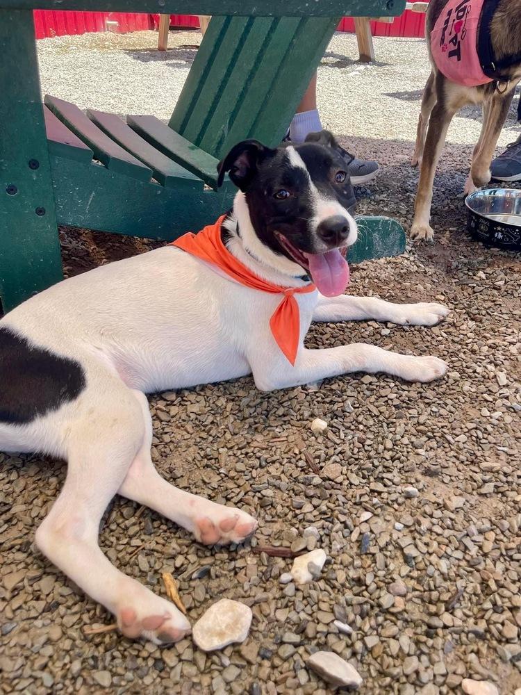 Gracie, Adoptable, Young Female Border Collie & Terrier.
