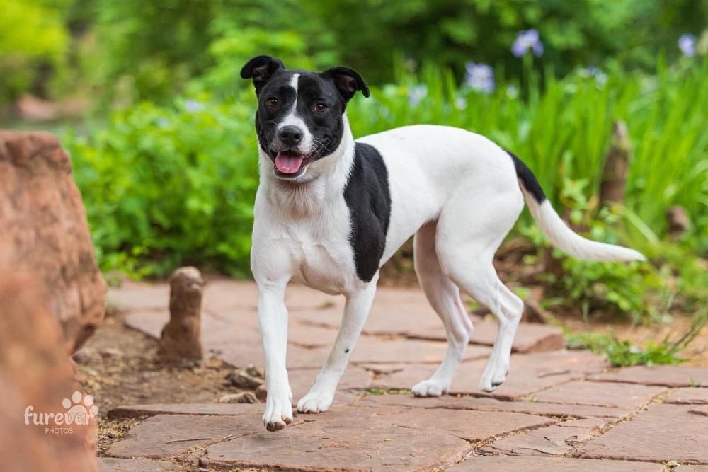 Enlarge Gracie, a Adoptable mixed breed in Shawnee, OK image 2/6