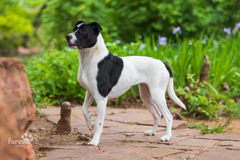 Enlarge Gracie, a Adoptable mixed breed in Shawnee, OK image 3/6