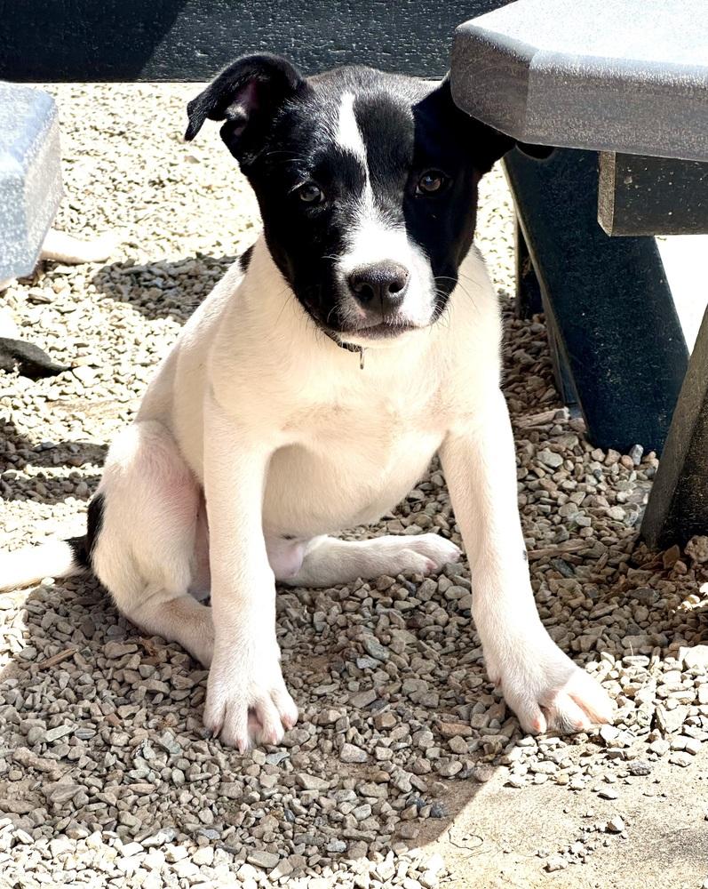 Enlarge Gracie, a Adoptable mixed breed in Shawnee, OK image 4/6
