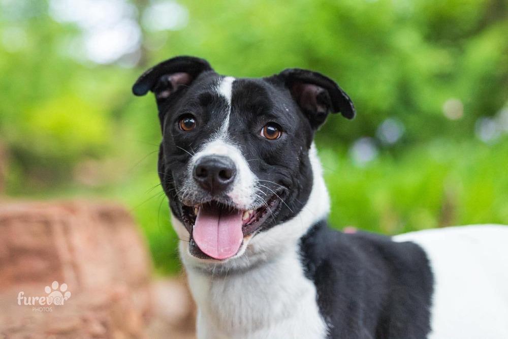 Enlarge Gracie, a Adoptable mixed breed in Shawnee, OK image 5/6