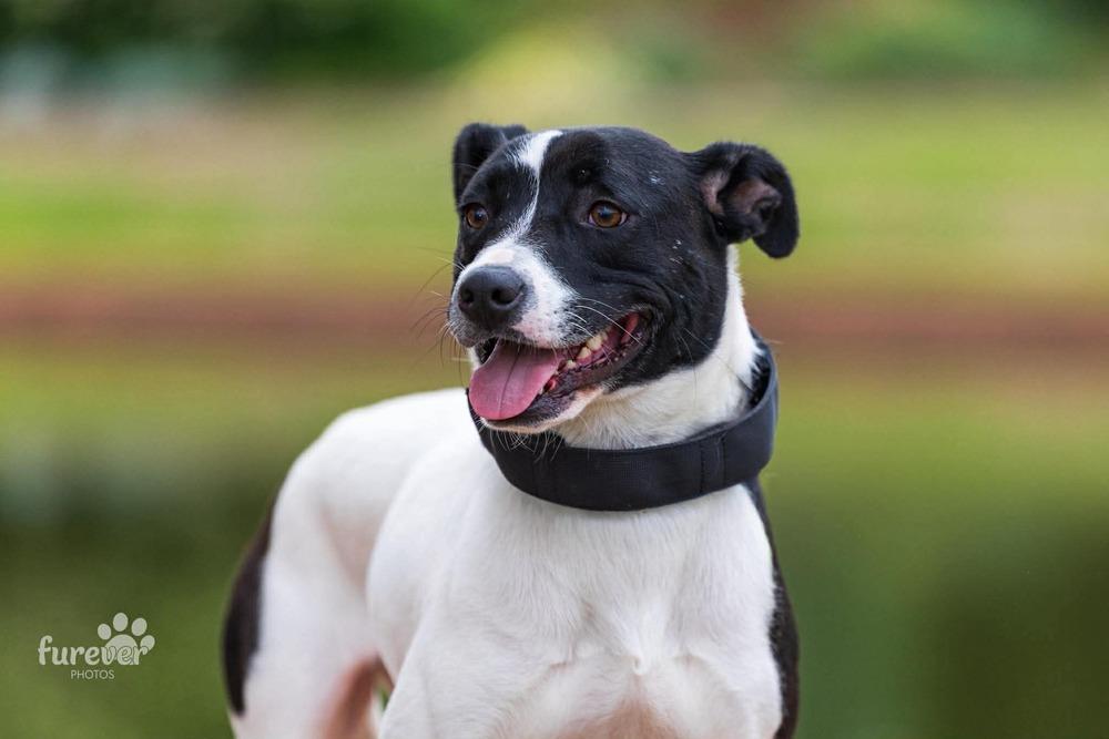 Enlarge Gracie, a Adoptable mixed breed in Shawnee, OK image 6/6
