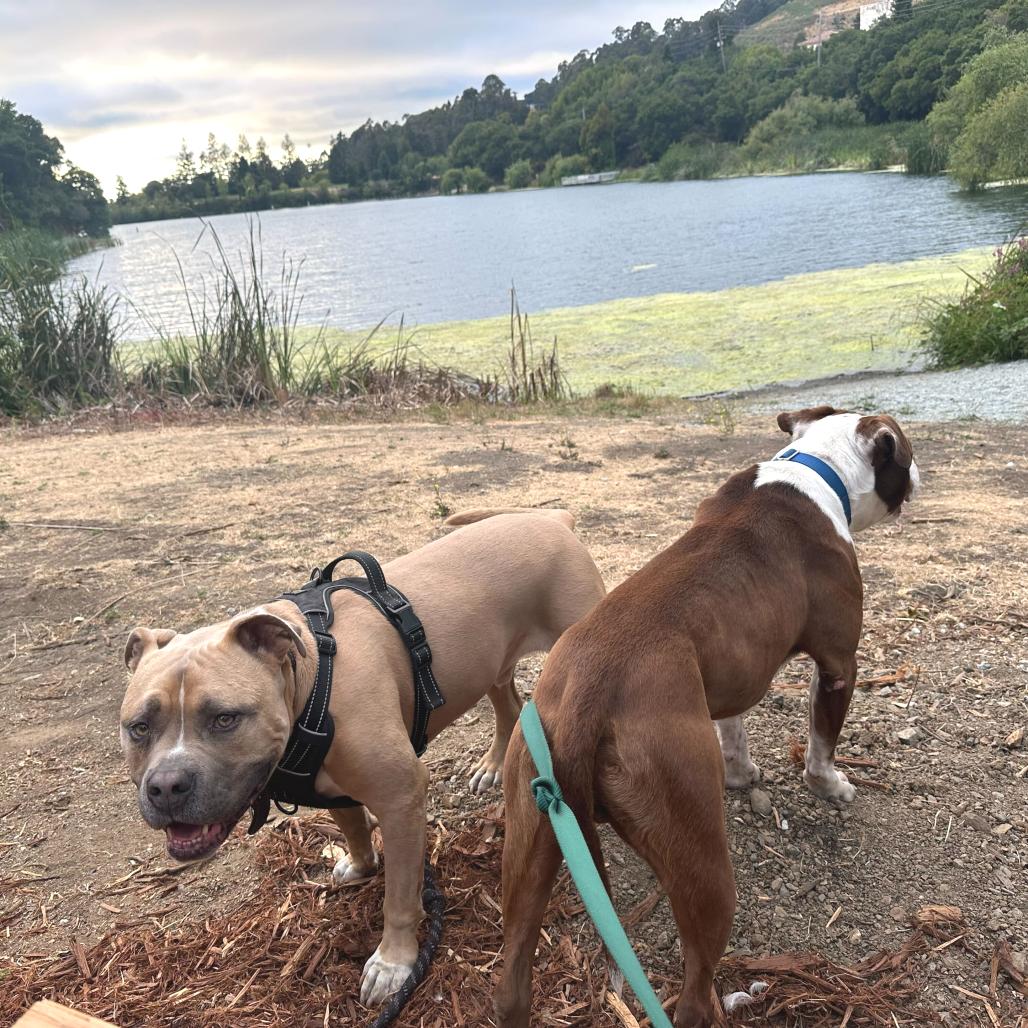 Enlarge Reverie, a Adoptable Mixed Breed in San Francisco, CA image 1/6