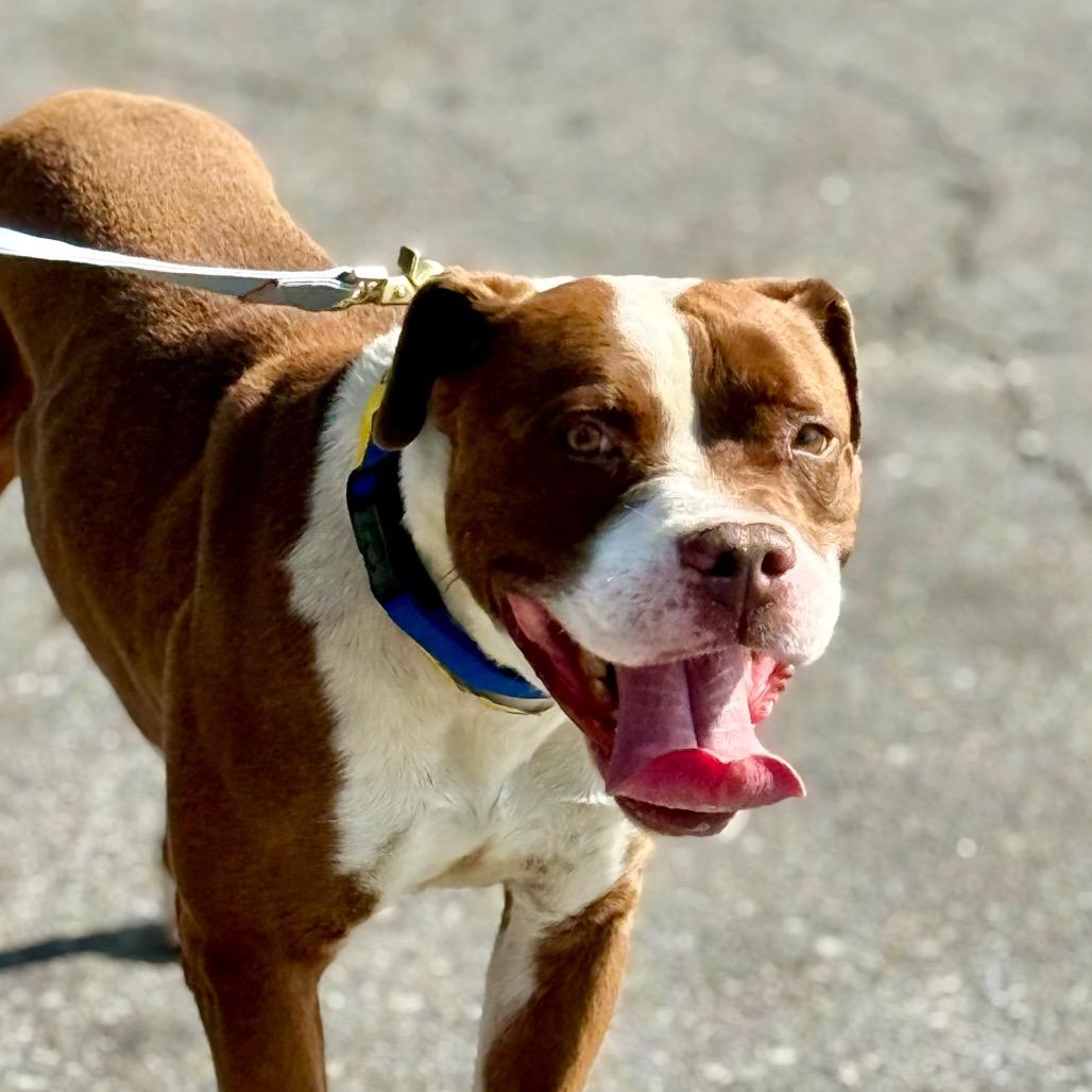 Enlarge Reverie, a Adoptable Mixed Breed in San Francisco, CA image 2/6