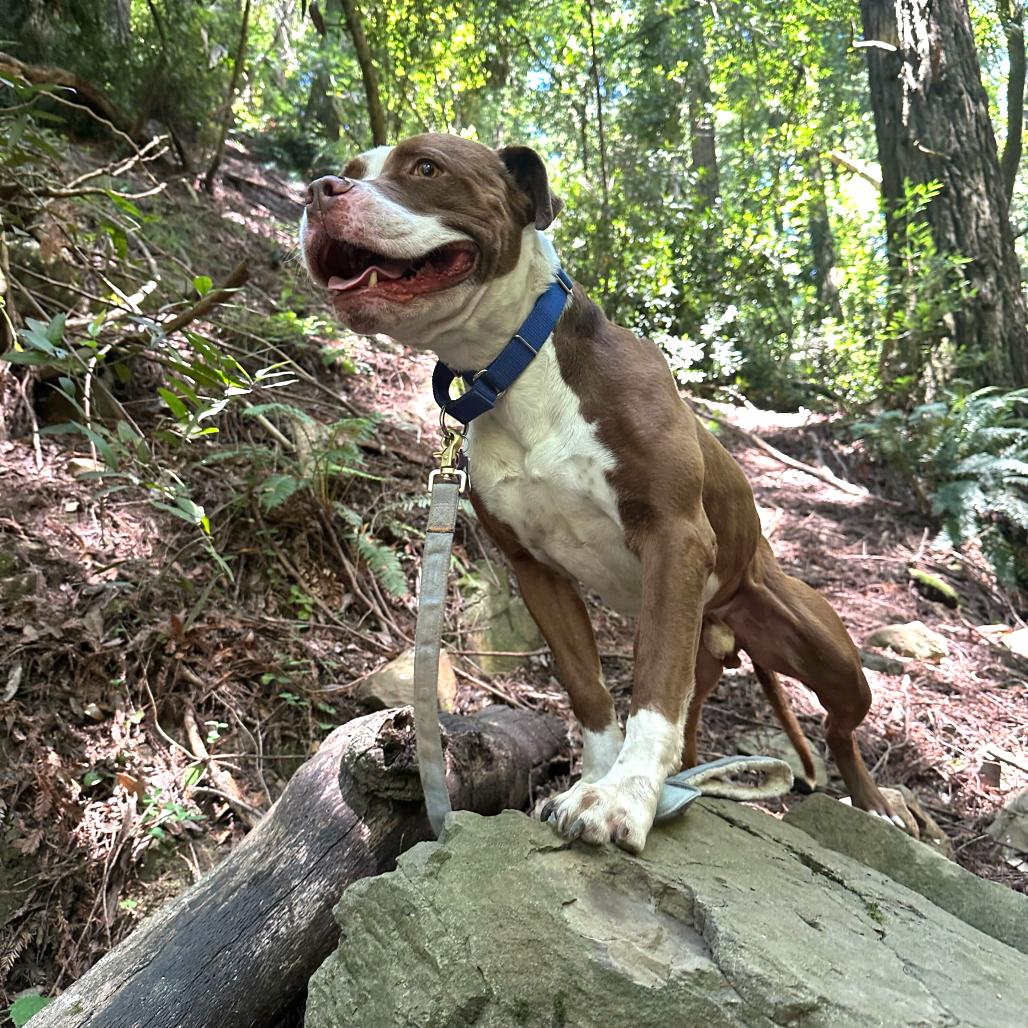 Enlarge Reverie, a Adoptable Mixed Breed in San Francisco, CA image 3/6