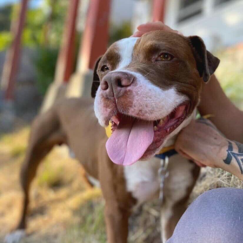 Enlarge Reverie, a Adoptable Mixed Breed in San Francisco, CA image 4/6