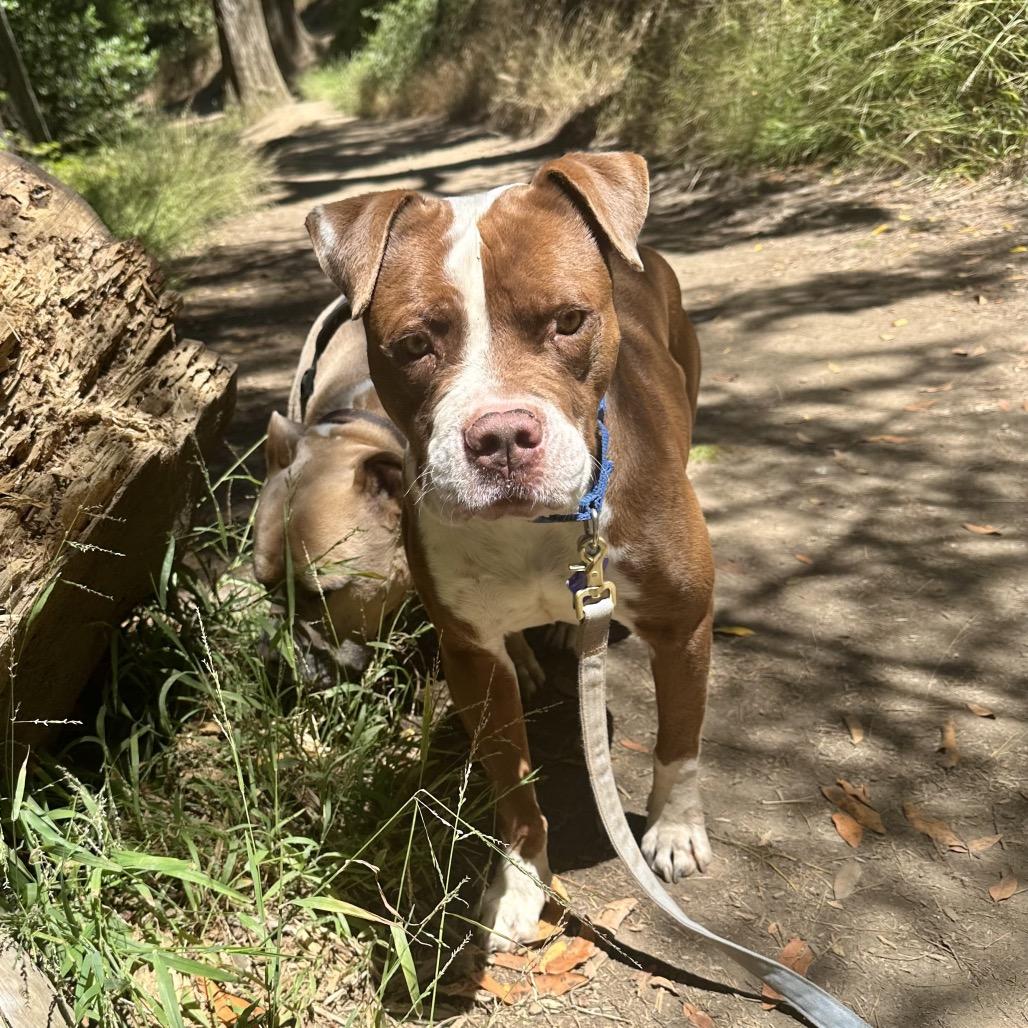 Enlarge Reverie, a Adoptable Mixed Breed in San Francisco, CA image 6/6