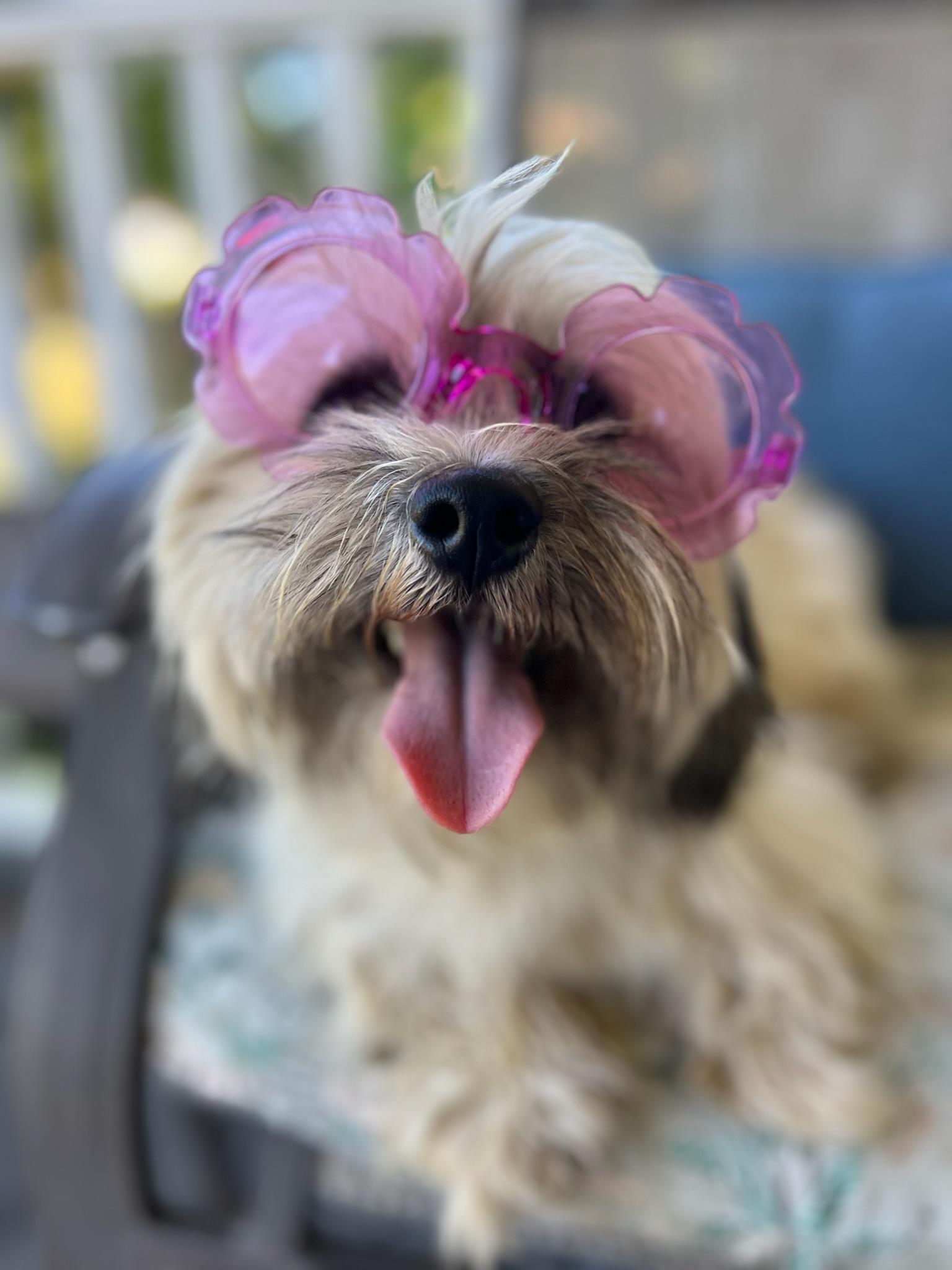 Enlarge Sara, a Adopted mixed breed in Griswold, CT image 1/6