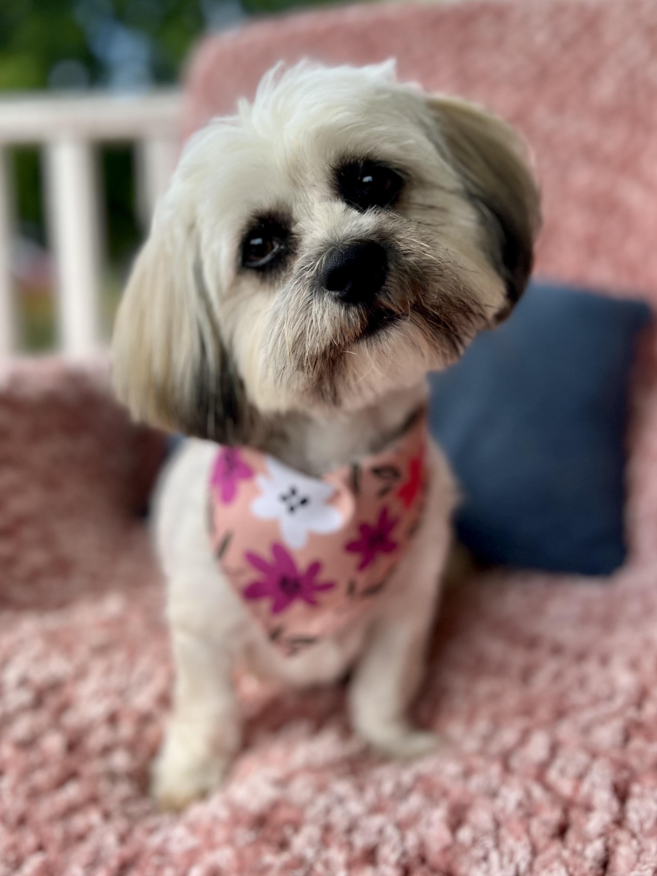 Enlarge Sara, a Adopted mixed breed in Griswold, CT image 2/6