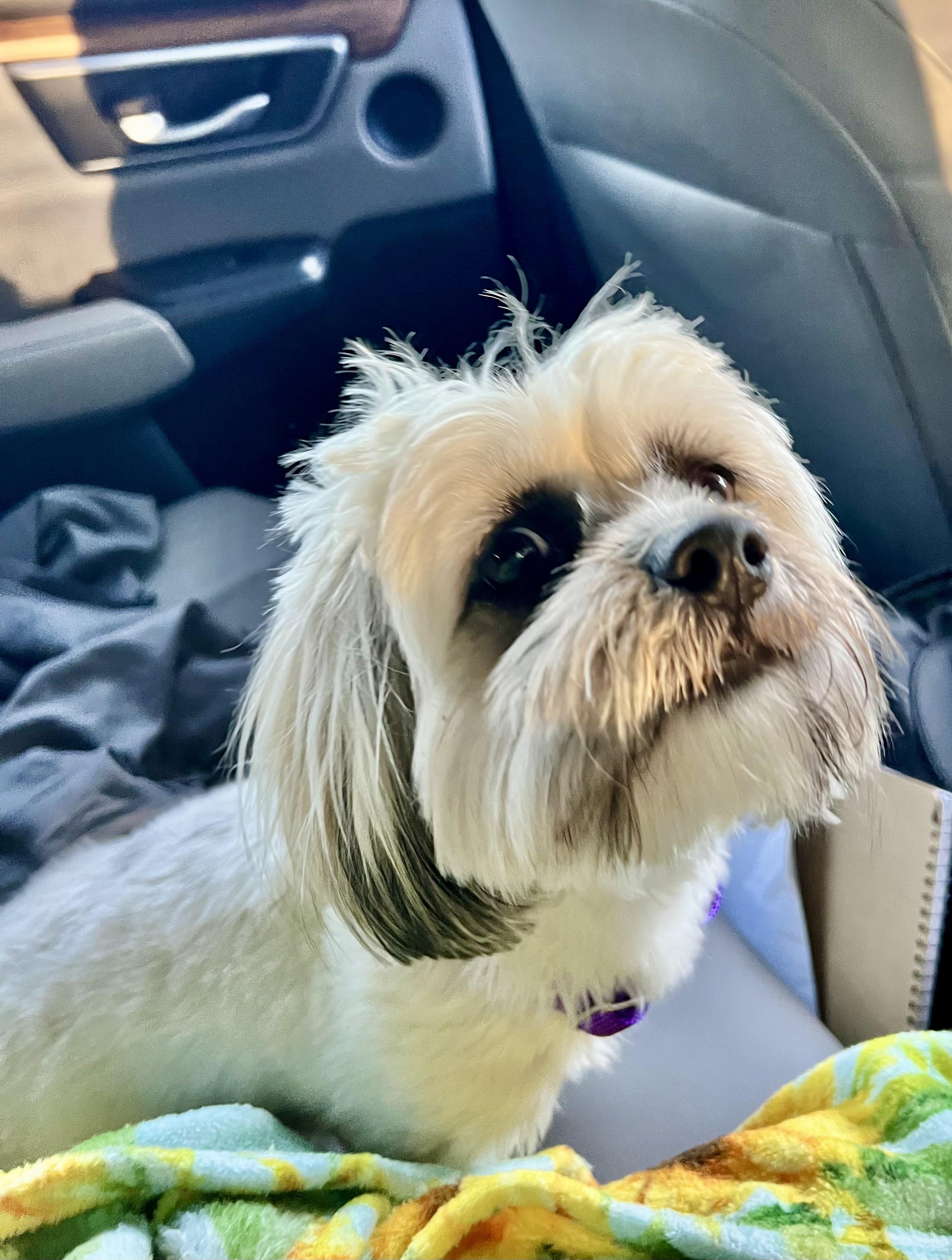 Enlarge Sara, a Adopted mixed breed in Griswold, CT image 3/6