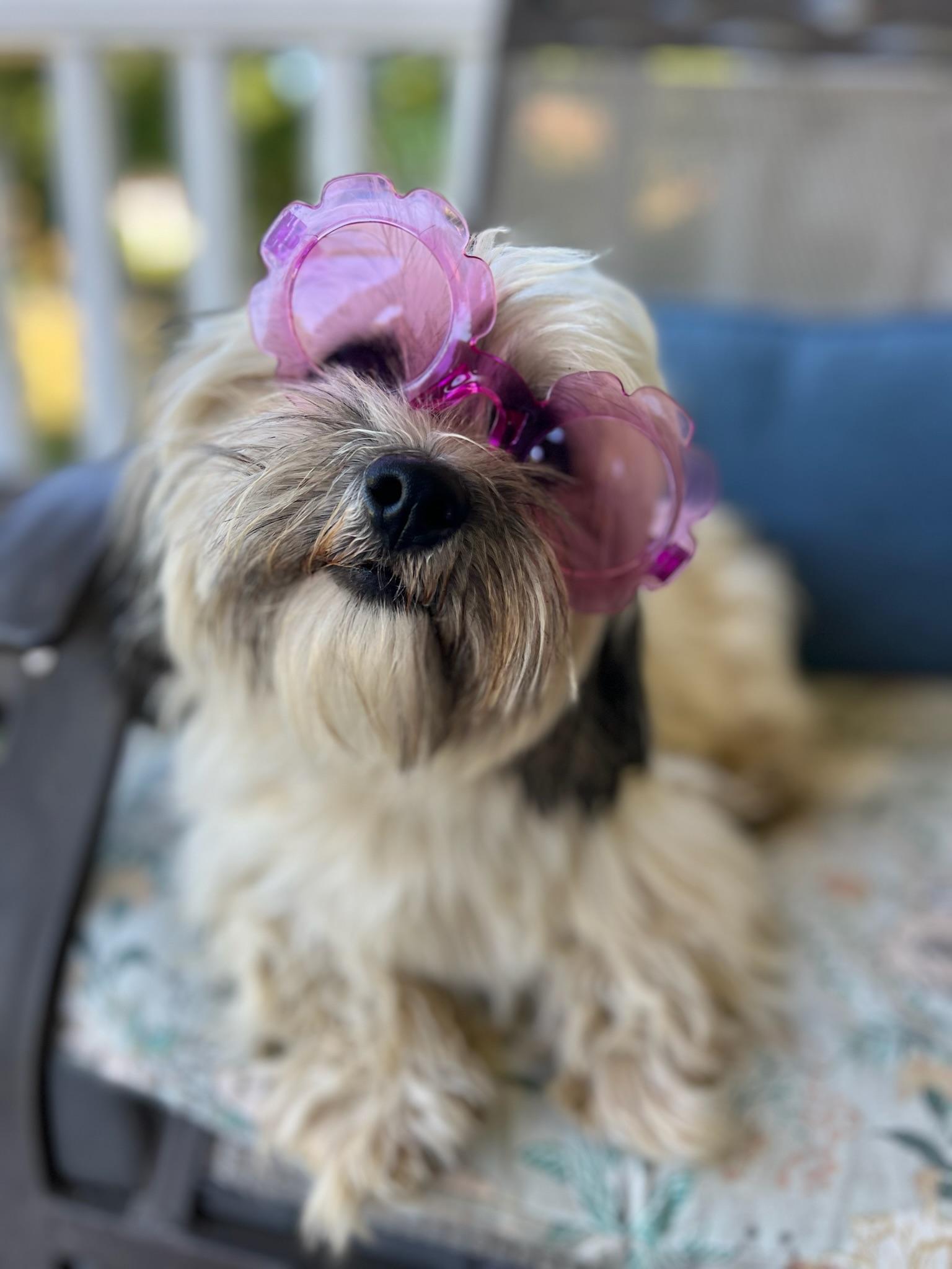 Enlarge Sara, a Adopted mixed breed in Griswold, CT image 4/6