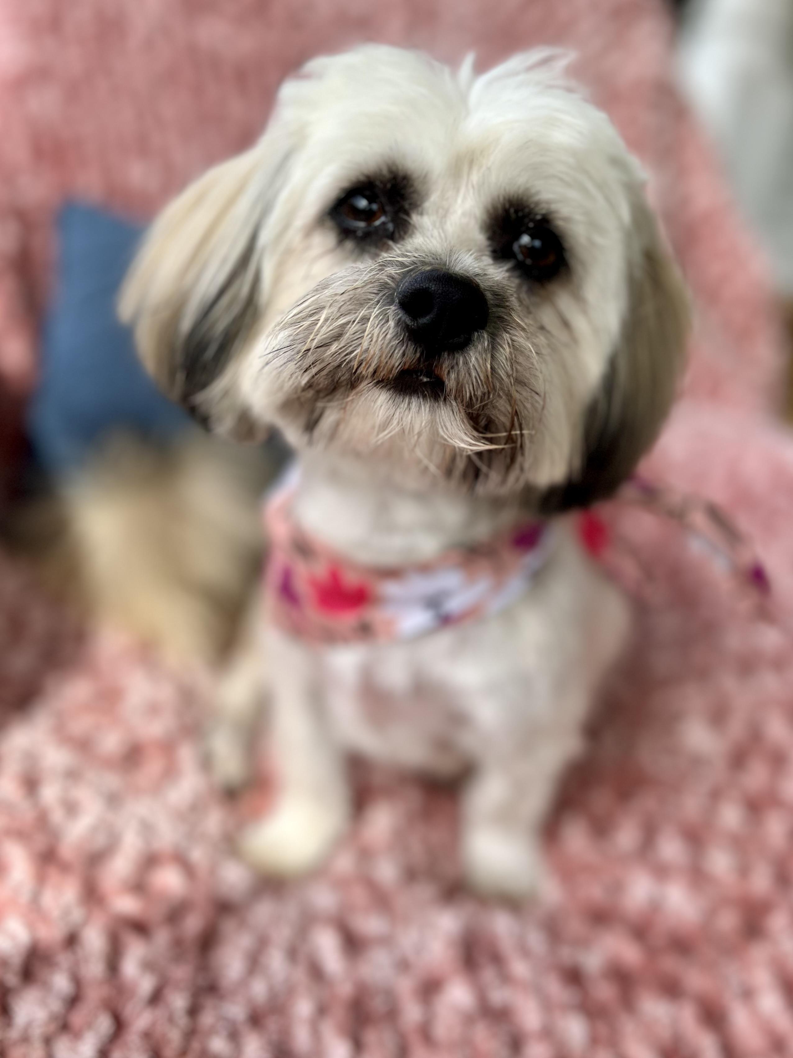 Enlarge Sara, a Adopted mixed breed in Griswold, CT image 5/6