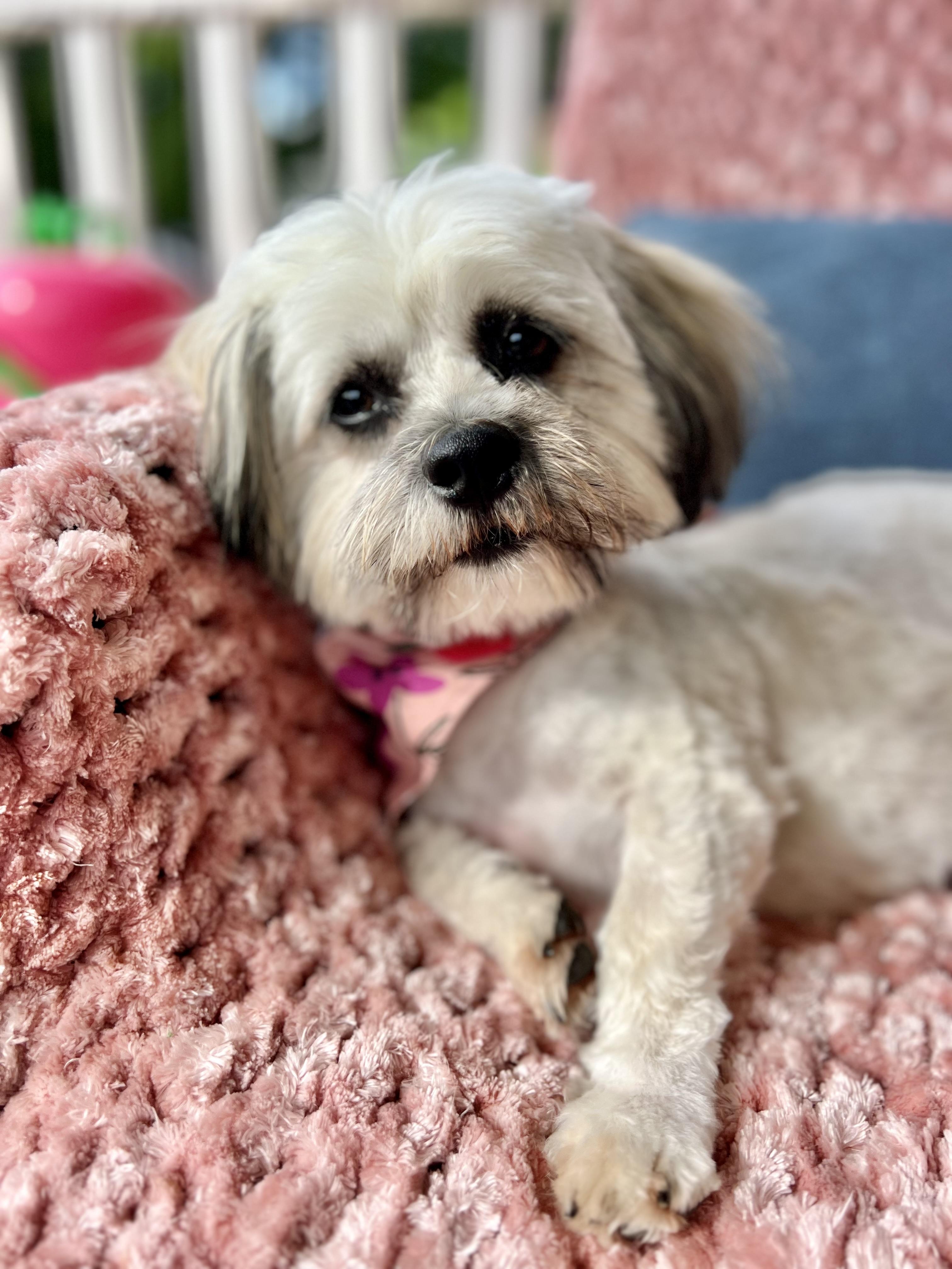 Enlarge Sara, a Adopted mixed breed in Griswold, CT image 6/6