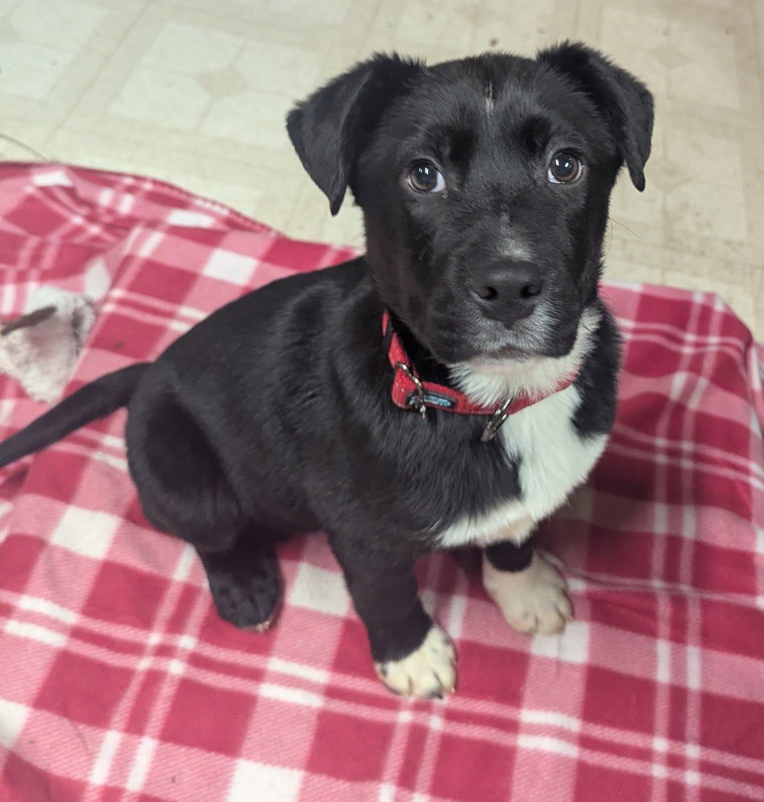 Mario, an adopted Mixed Breed in Indianapolis, IN image 2/3
