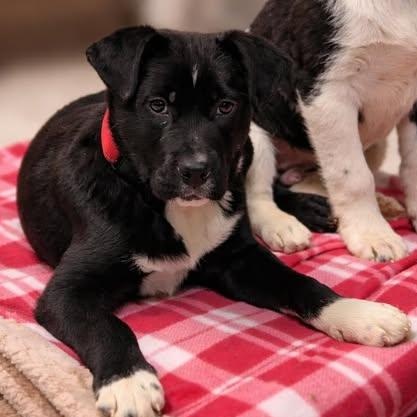Mario, adopted, Puppy Male Mixed Breed.