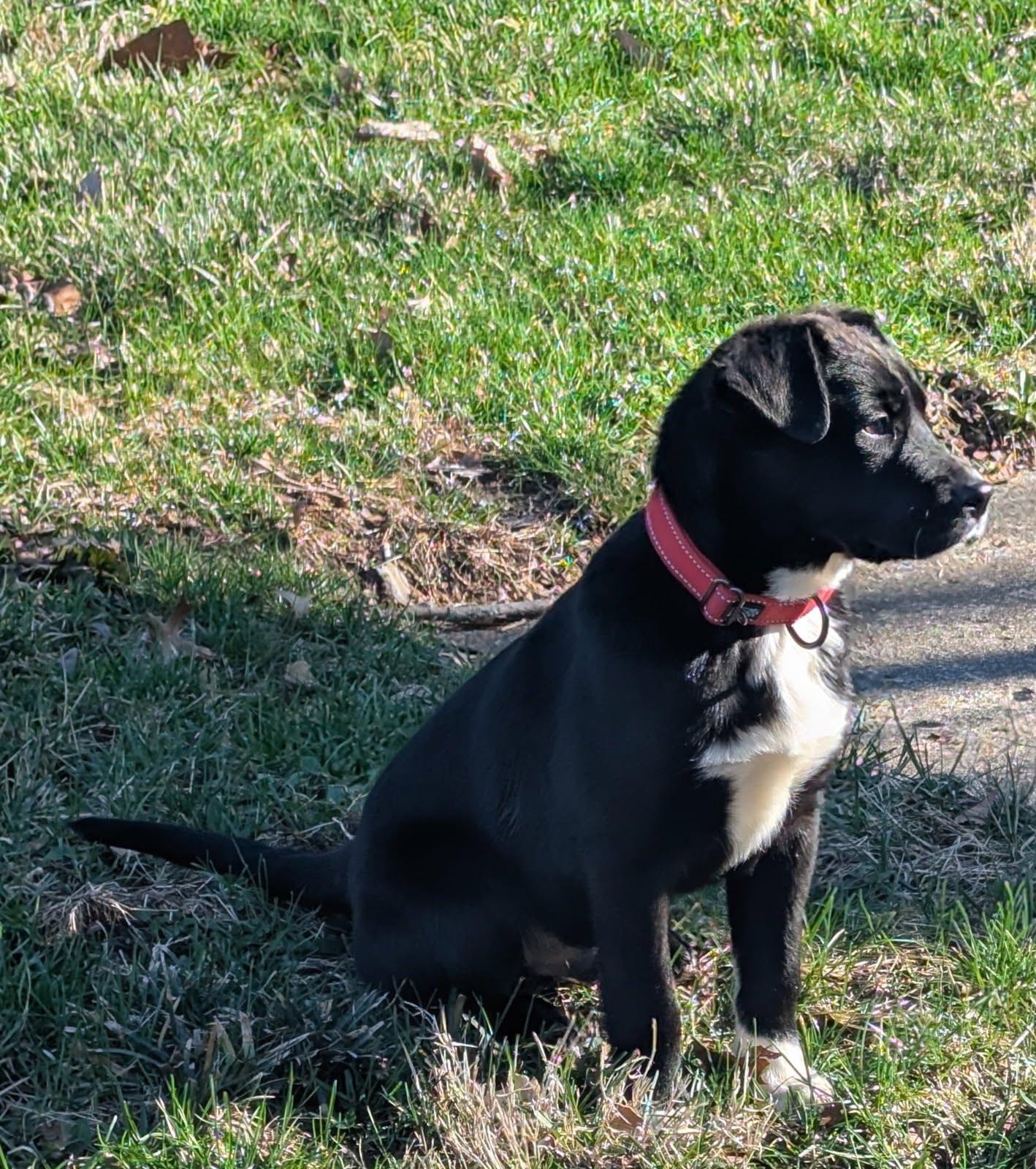 Mario, an adopted Mixed Breed in Indianapolis, IN image 3/3
