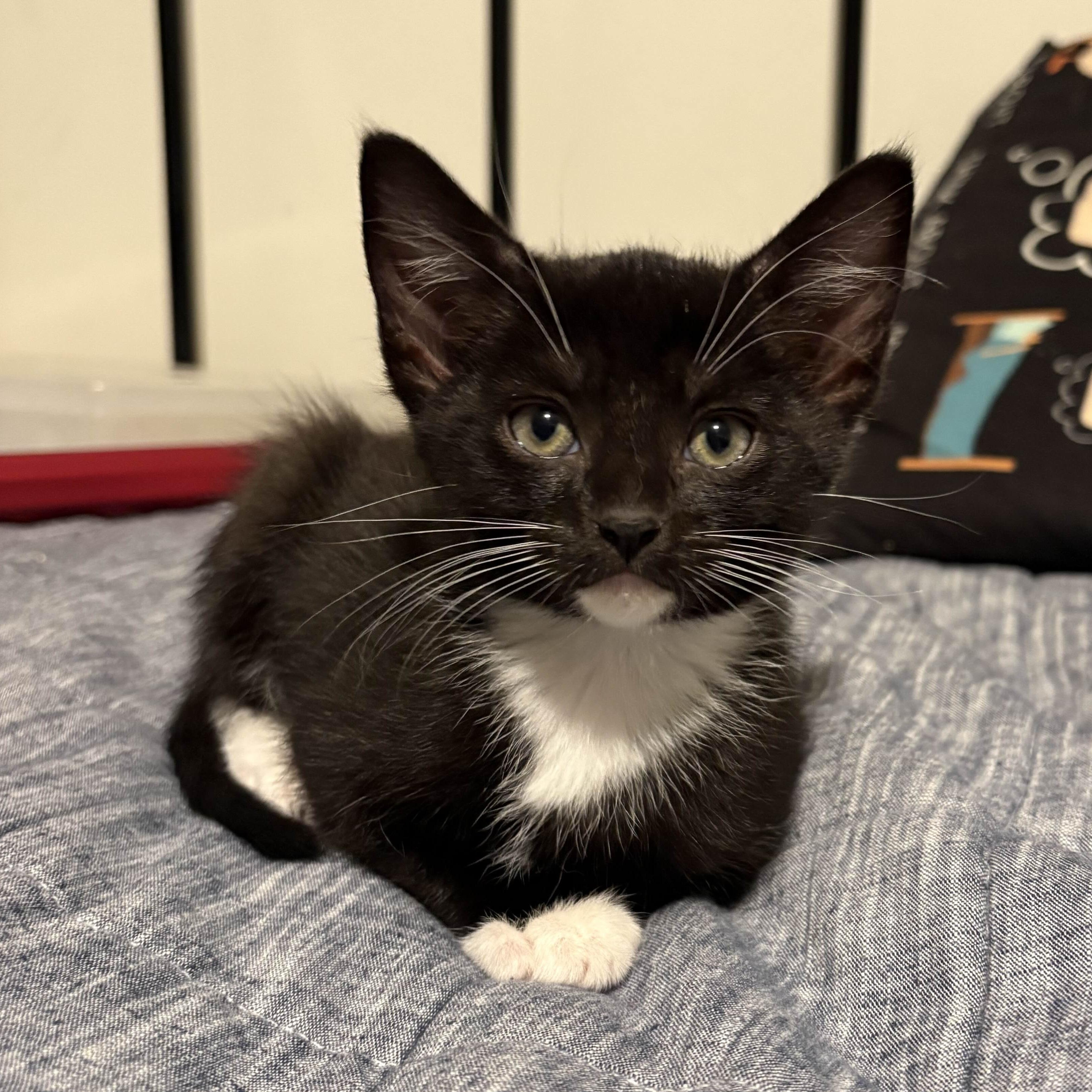 Enlarge Franklin, a Adoptable Domestic Short Hair in Collierville, TN image 2/5