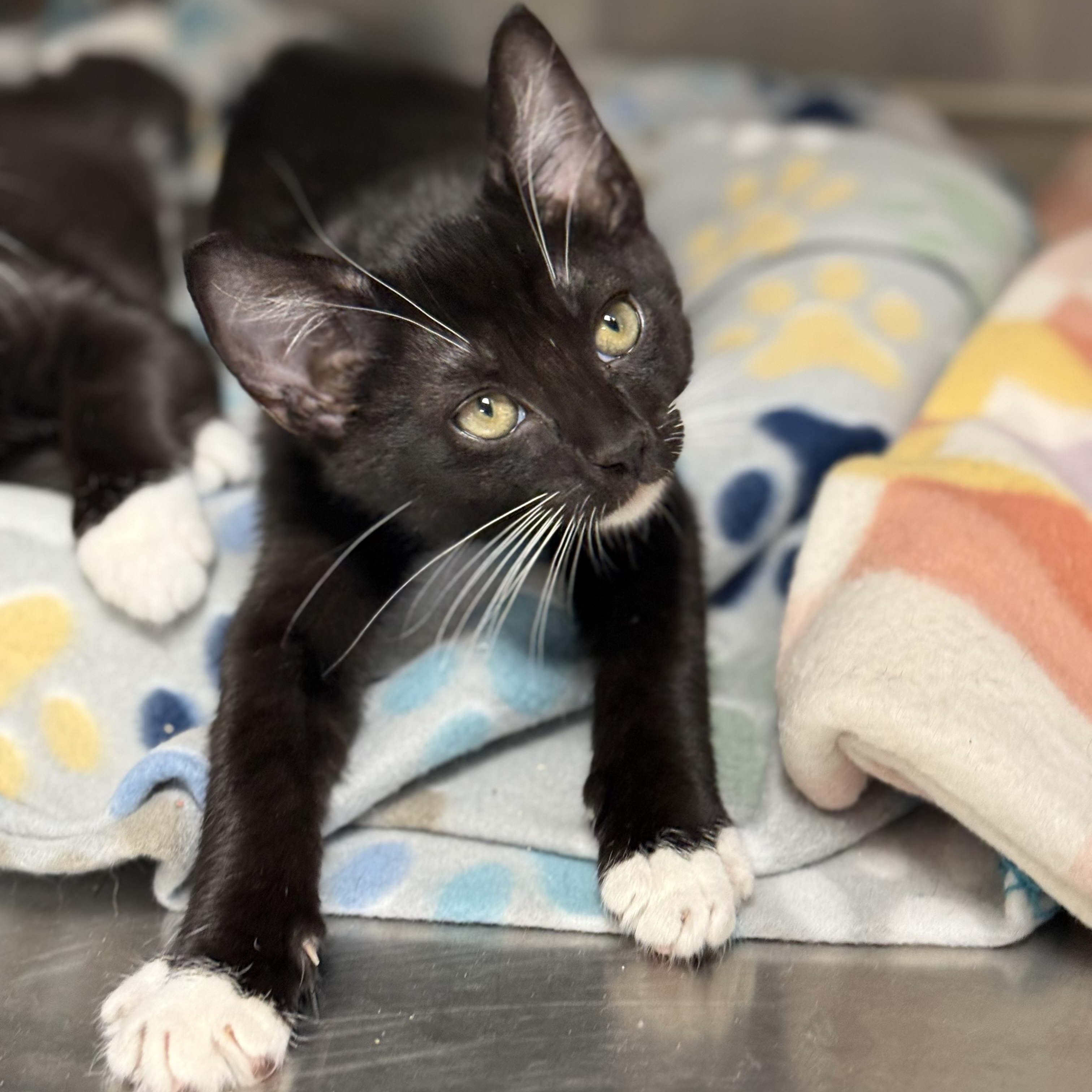 Enlarge Franklin, a Adoptable Domestic Short Hair in Collierville, TN image 3/5
