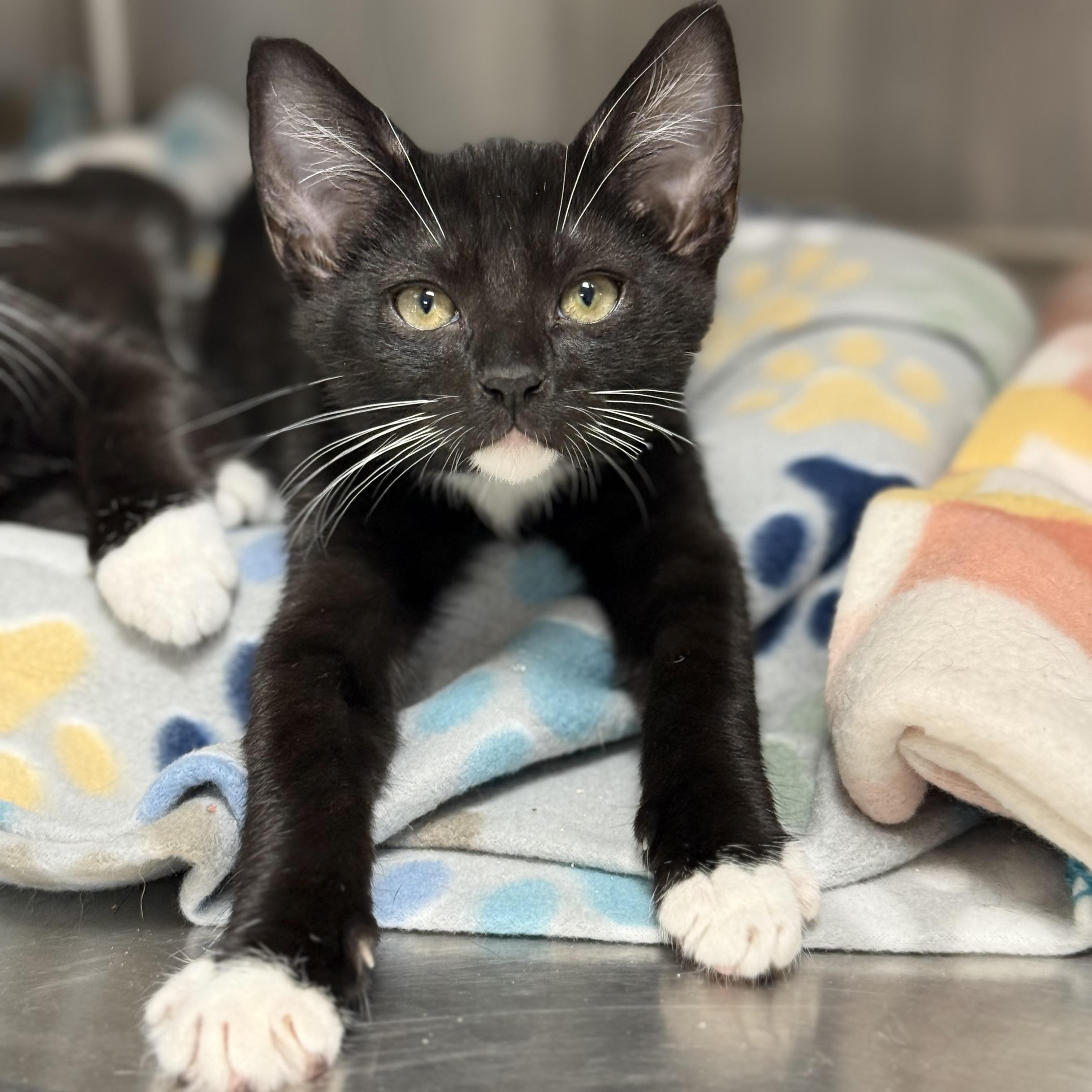 Enlarge Franklin, a Adoptable Domestic Short Hair in Collierville, TN image 4/5