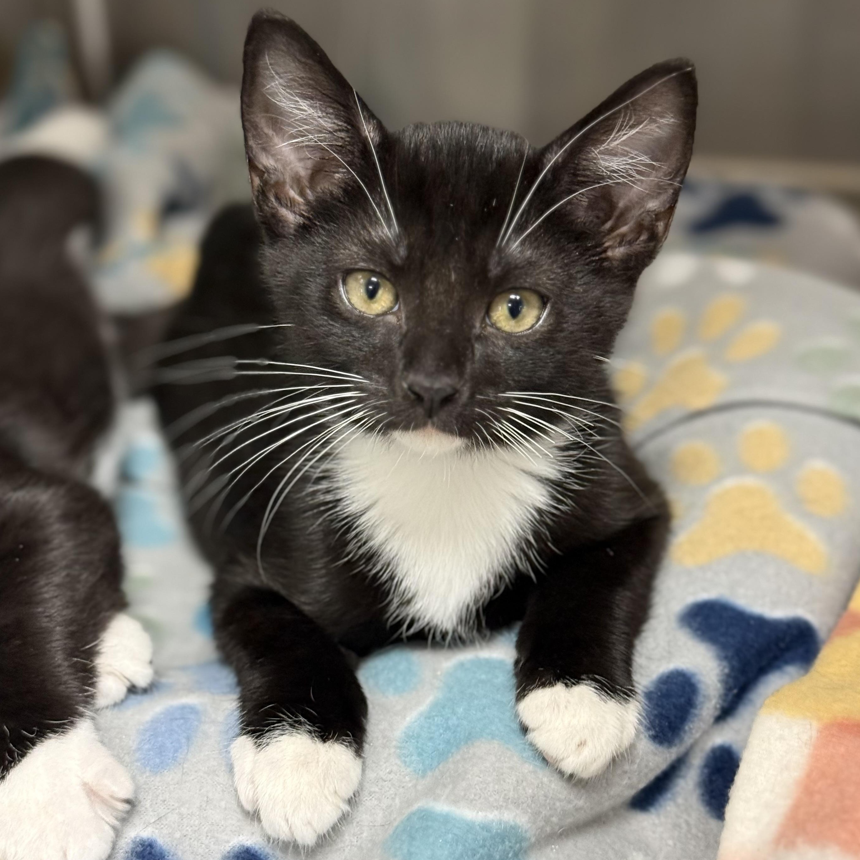 Enlarge Franklin, a Adoptable Domestic Short Hair in Collierville, TN image 1/5