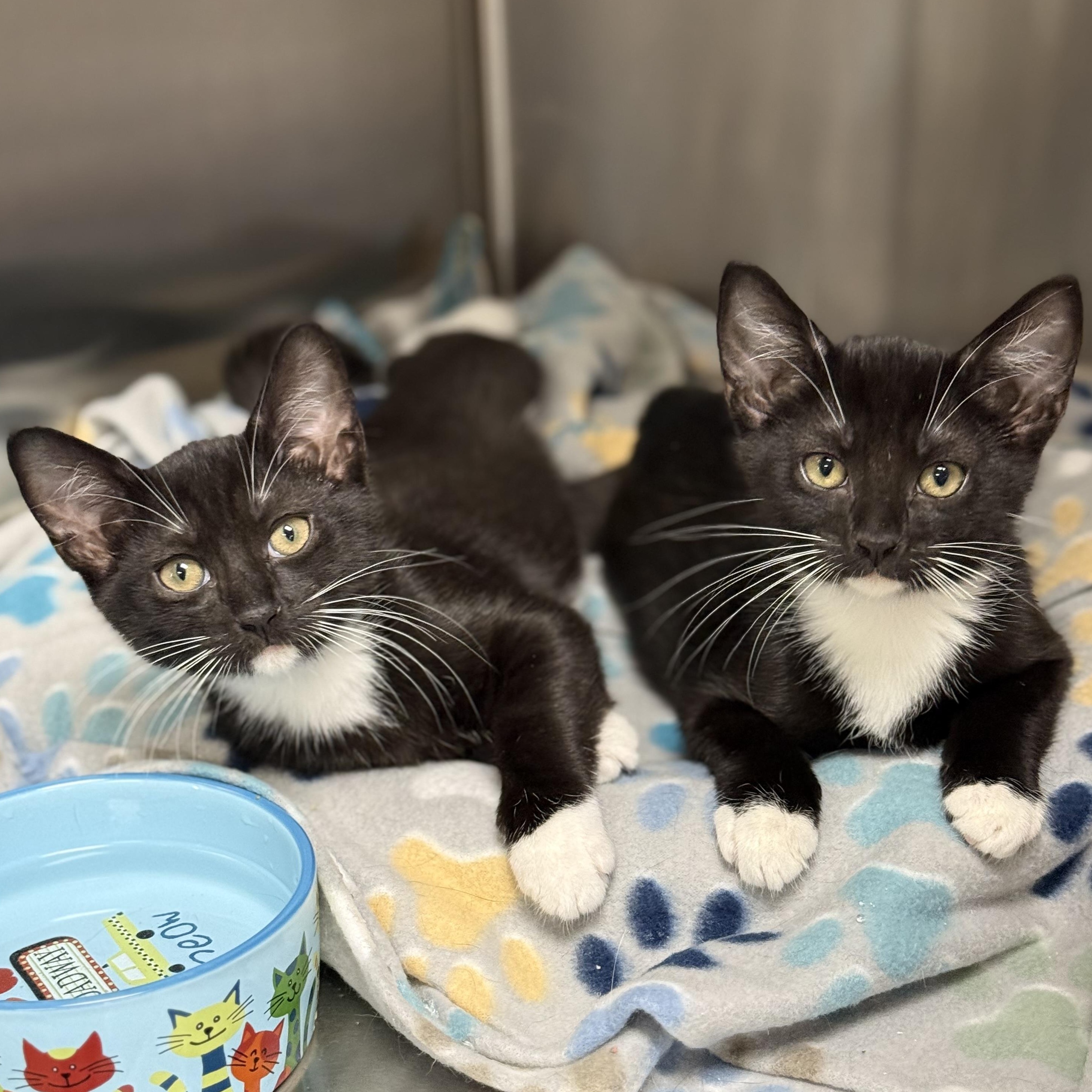 Enlarge Franklin, a Adoptable Domestic Short Hair in Collierville, TN image 5/5