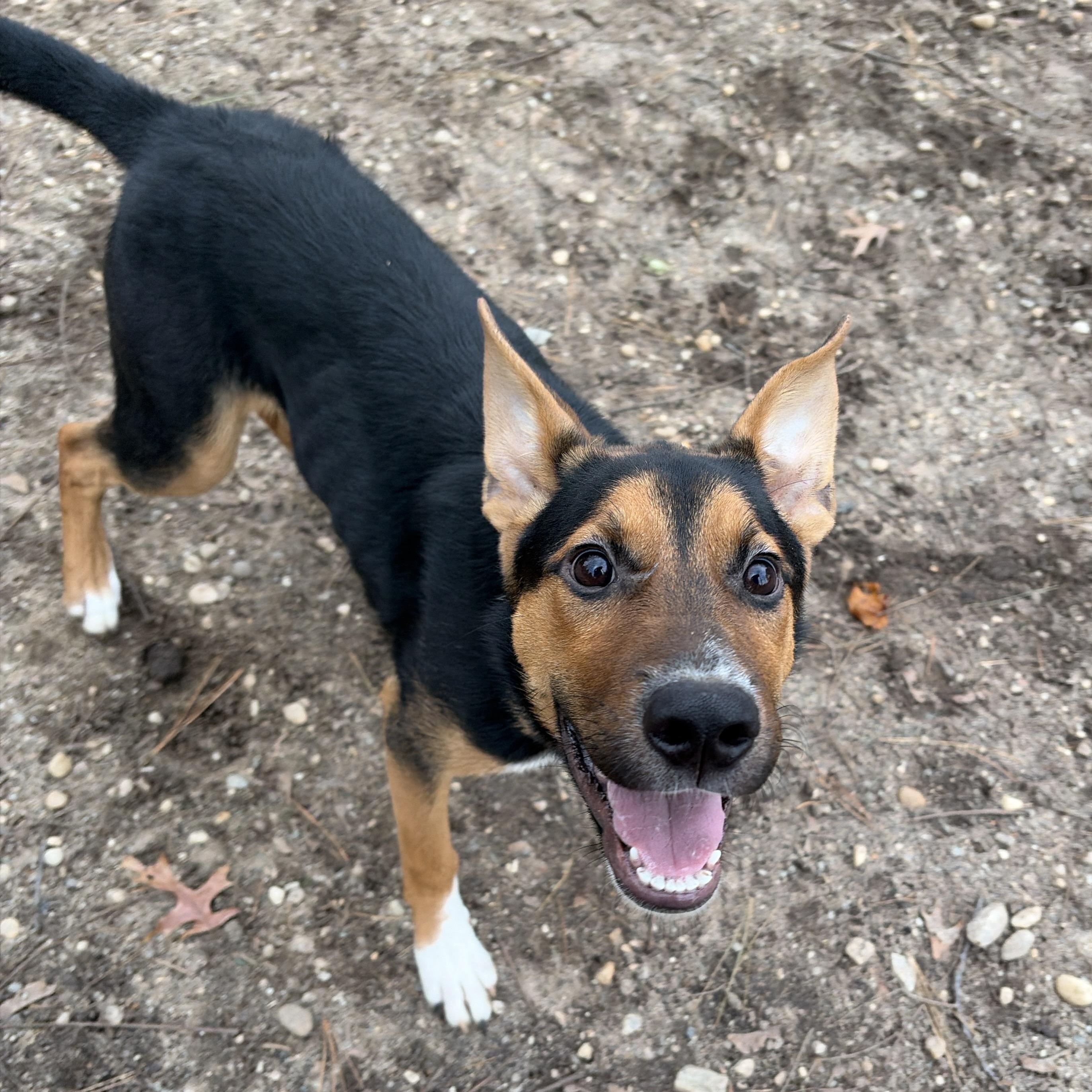 Paprika, Adoptable, Young Female Mixed Breed.
