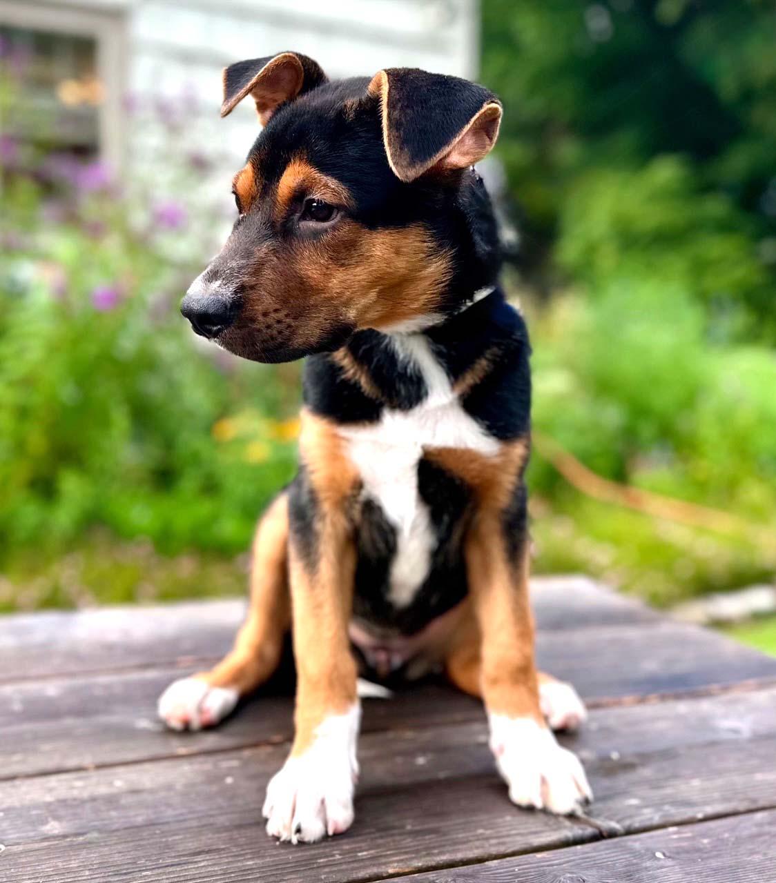 Enlarge Paprika, a Adoptable mixed breed in Lindenhurst, NY image 3/4