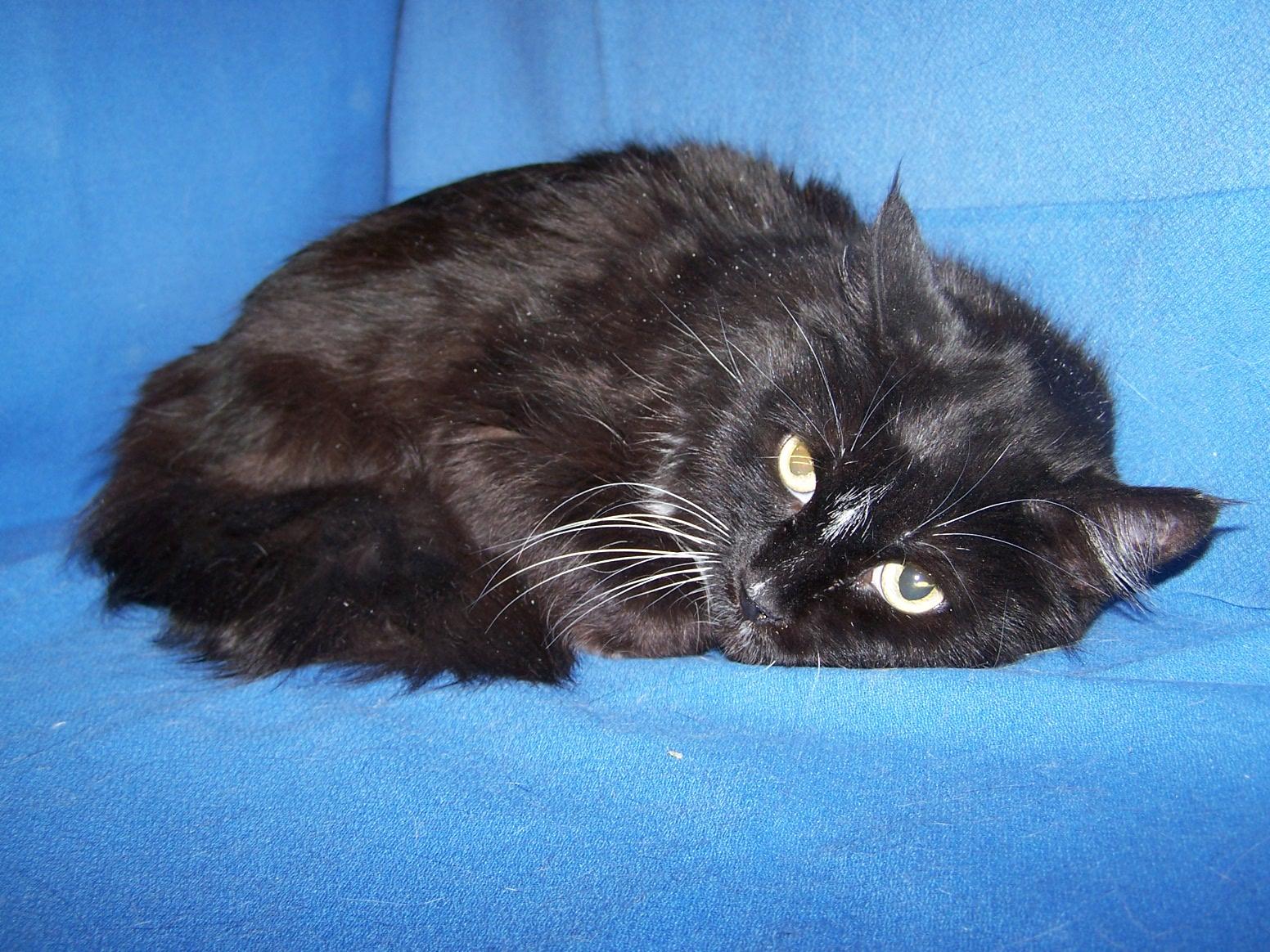 Enlarge Glenda, a ADOPTABLE mixed breed in Colorado Springs, CO image 1/1