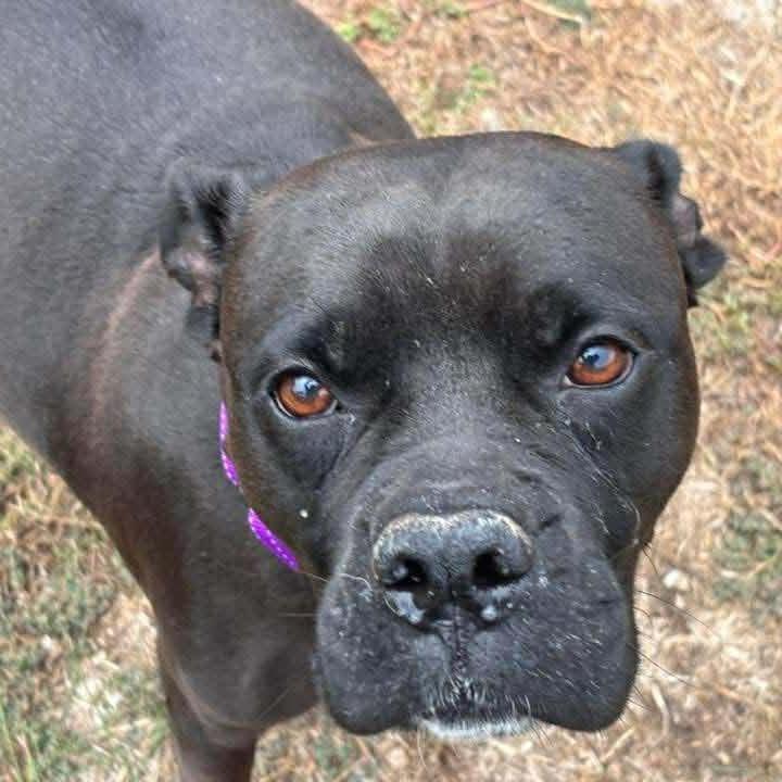 Onyx (Piper), Adoptable, Adult Female Boxer & Mixed Breed.