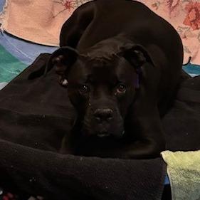 Enlarge Onyx (Piper), a Adoptable mixed breed in Edwards, IL image 1/1