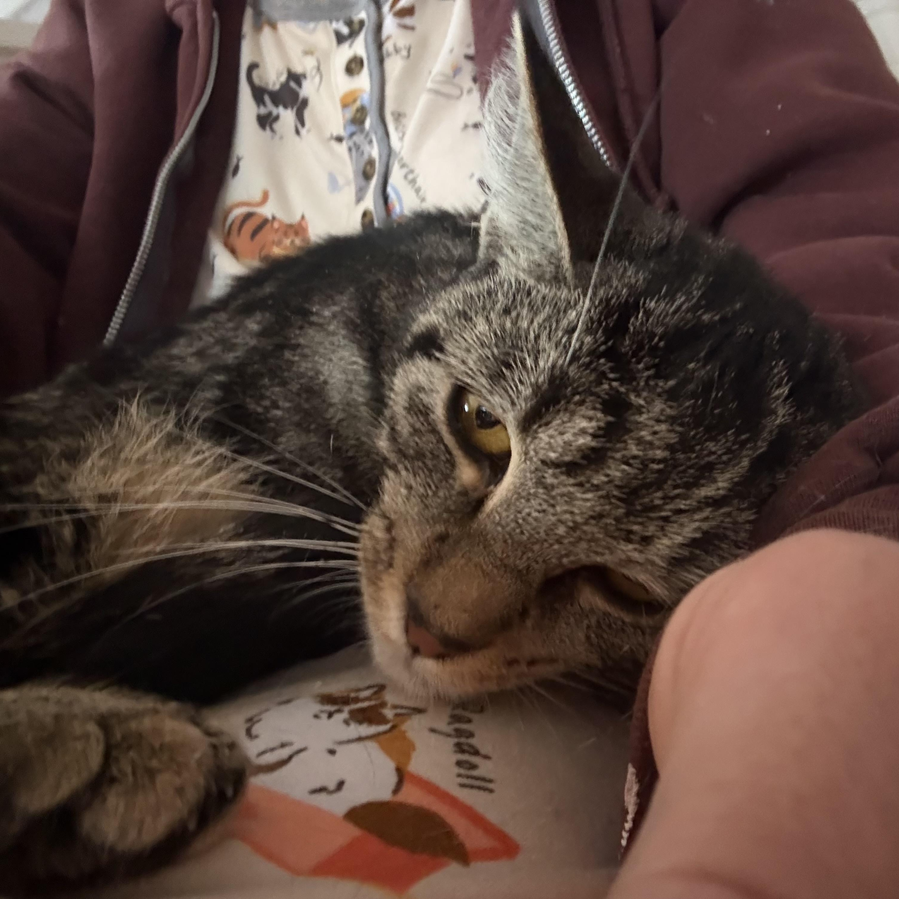 Enlarge Trigger, a Adoptable Domestic Short Hair in Cortland, NY image 4/4