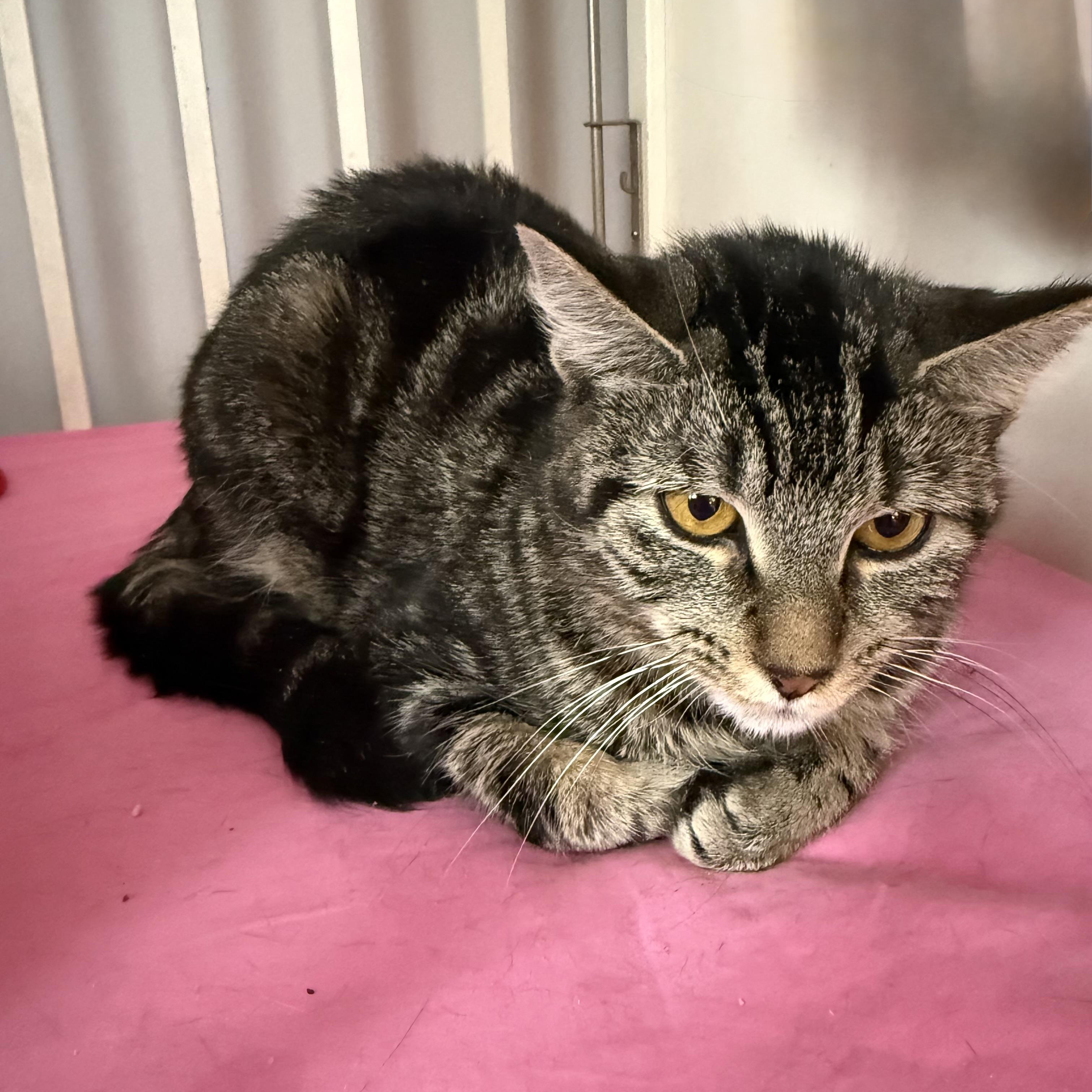 Enlarge Trigger, a Adoptable Domestic Short Hair in Cortland, NY image 3/4