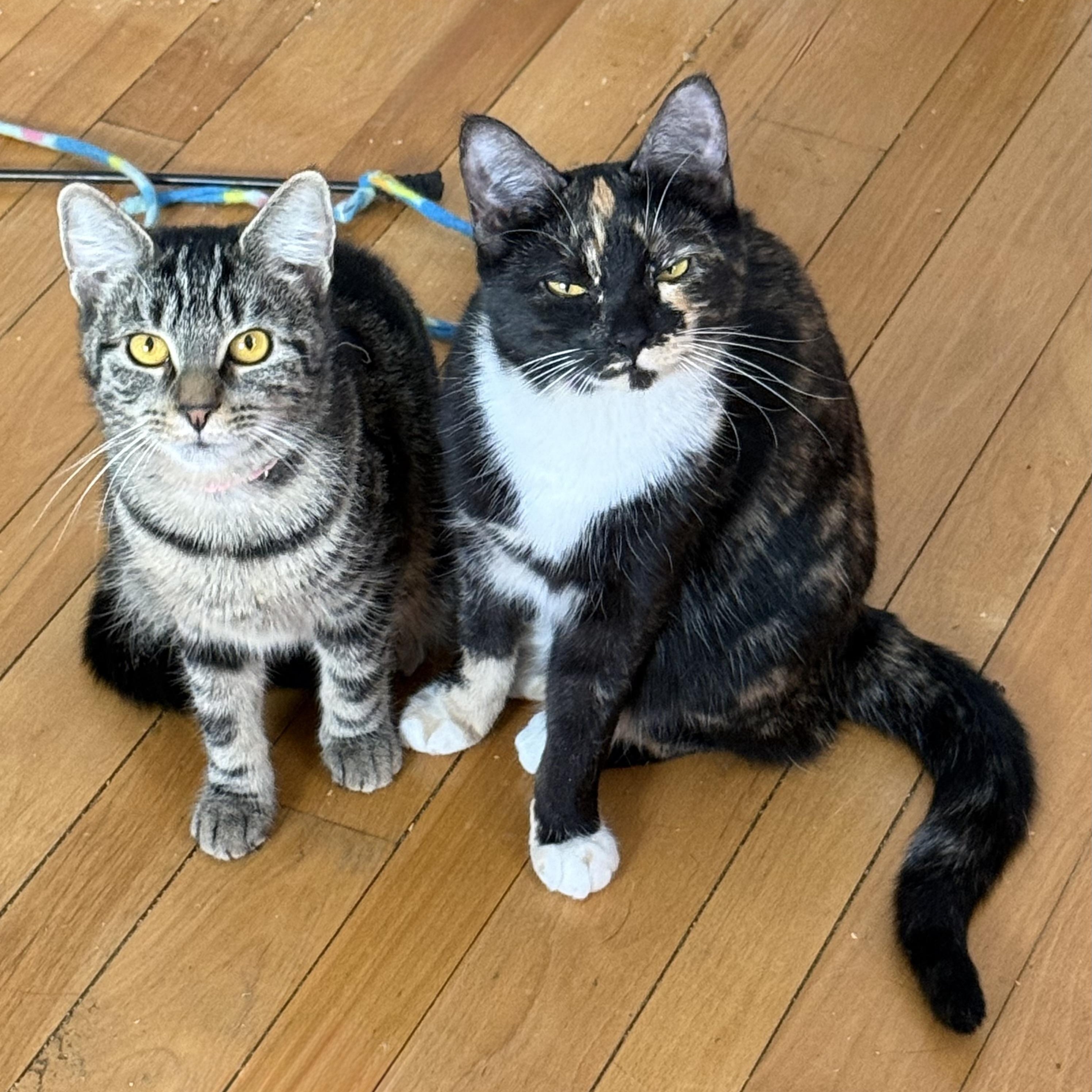 Enlarge Trigger, a Adoptable Domestic Short Hair in Cortland, NY image 2/4