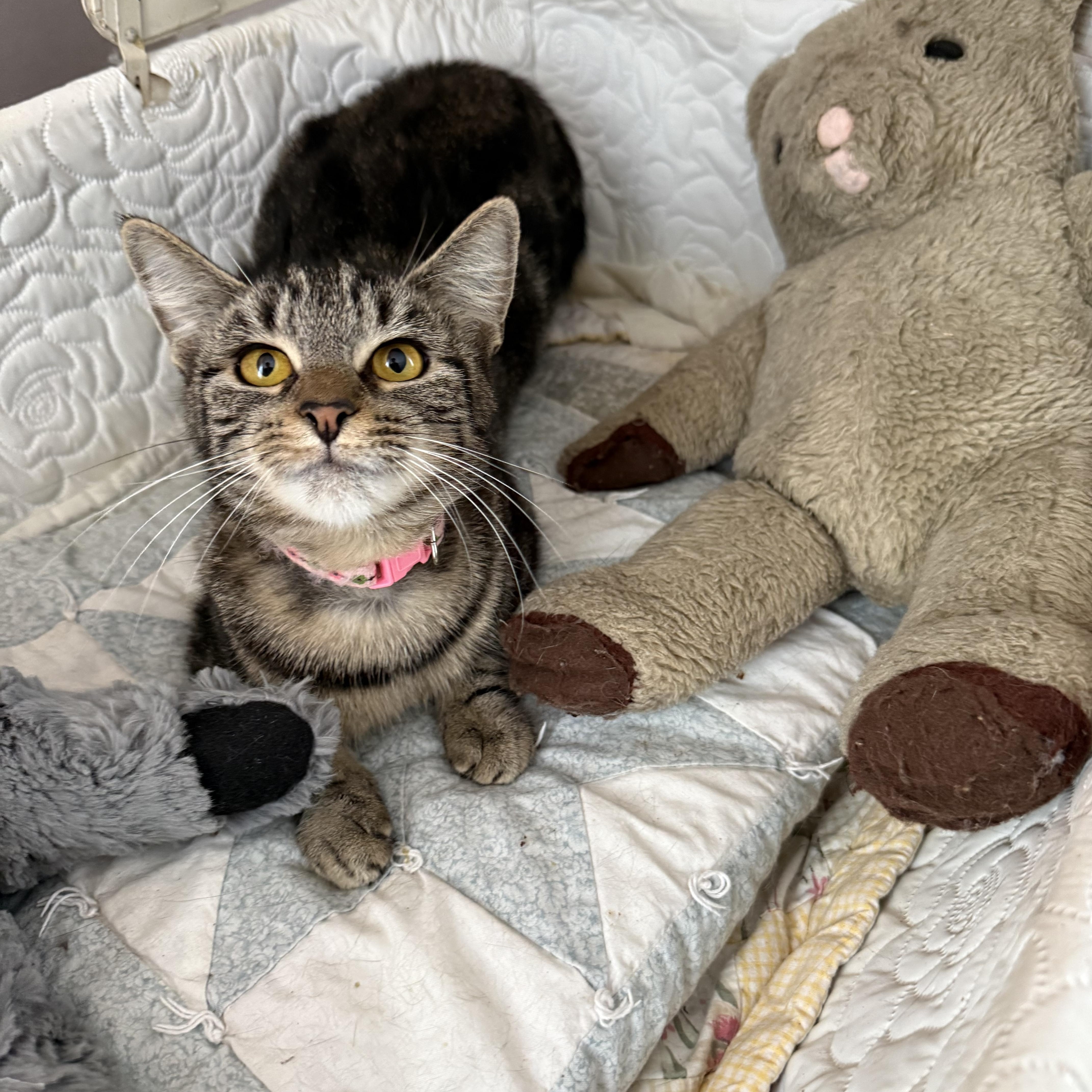 Trigger, Adoptable, Kitten Female Domestic Short Hair.