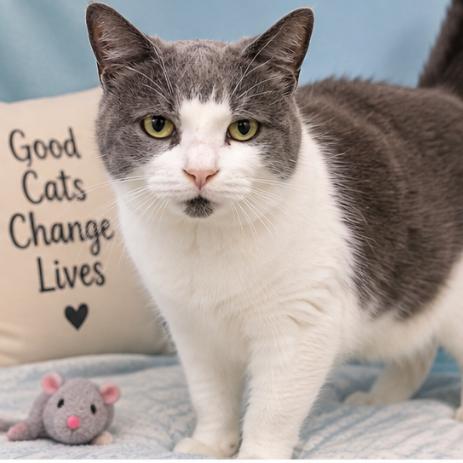 Enlarge Waffles, a Adoptable Domestic Short Hair in Traverse City, MI image 1/6