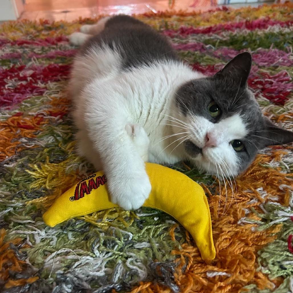 Enlarge Waffles, a Adoptable Domestic Short Hair in Traverse City, MI image 2/6