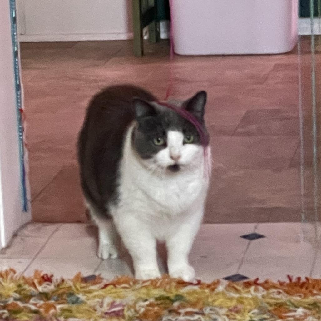 Enlarge Waffles, a Adoptable Domestic Short Hair in Traverse City, MI image 3/6