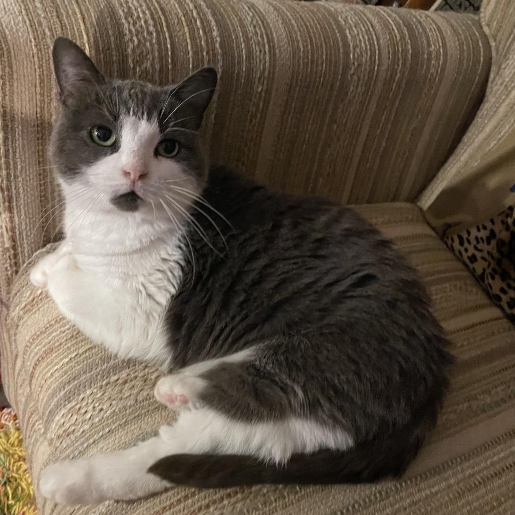 Enlarge Waffles, a Adoptable Domestic Short Hair in Traverse City, MI image 4/6