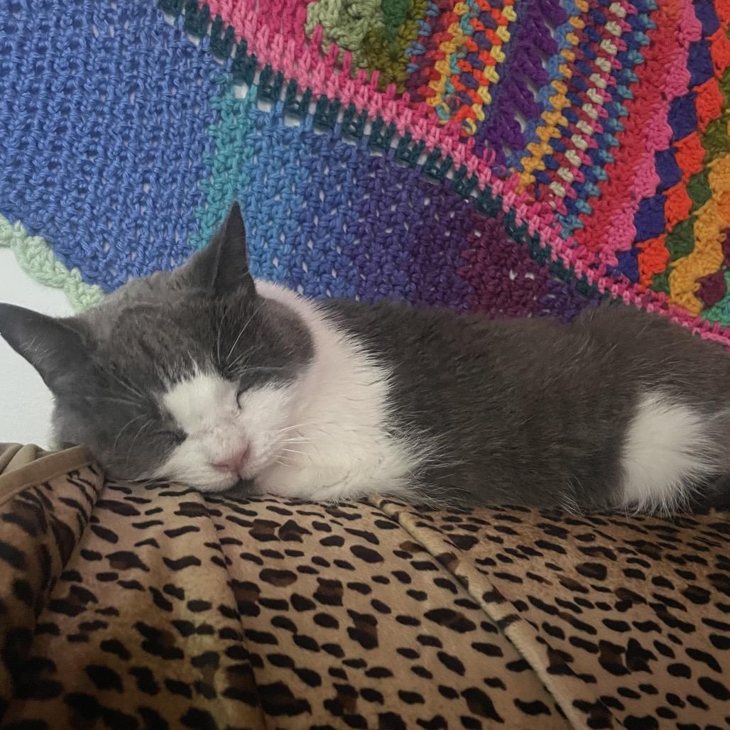 Enlarge Waffles, a Adoptable Domestic Short Hair in Traverse City, MI image 6/6