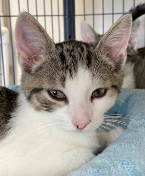 Enlarge Wylie, a Adoptable Domestic Short Hair in Ocean Isle Beach, NC image 2/2