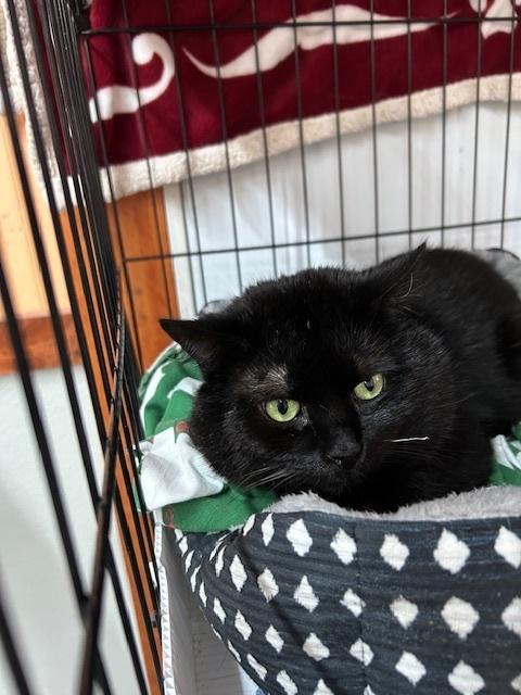 Onyx, Adoptable, Adult Male Domestic Short Hair.
