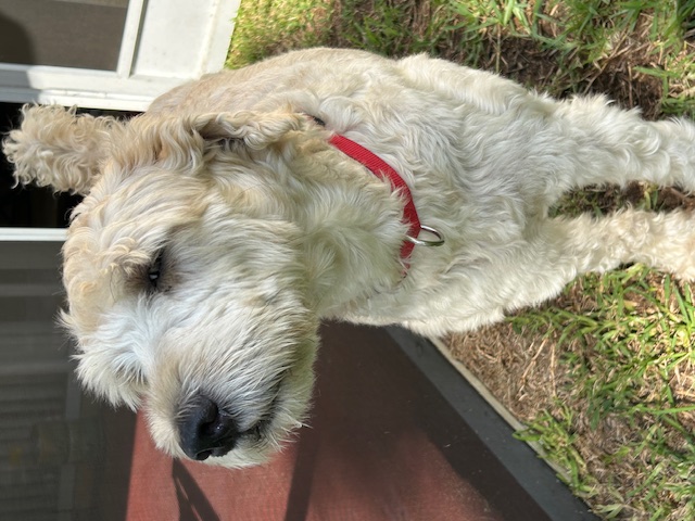 Enlarge Macky, a Adopted Wheaten Terrier in Palmetto Bay, FL image 2/5