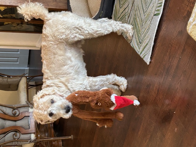 Enlarge Macky, a Adopted Wheaten Terrier in Palmetto Bay, FL image 1/5