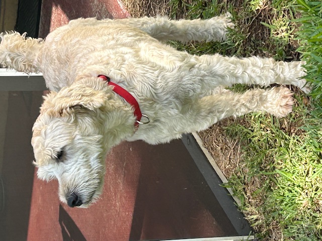 Enlarge Macky, a Adopted Wheaten Terrier in Palmetto Bay, FL image 3/5