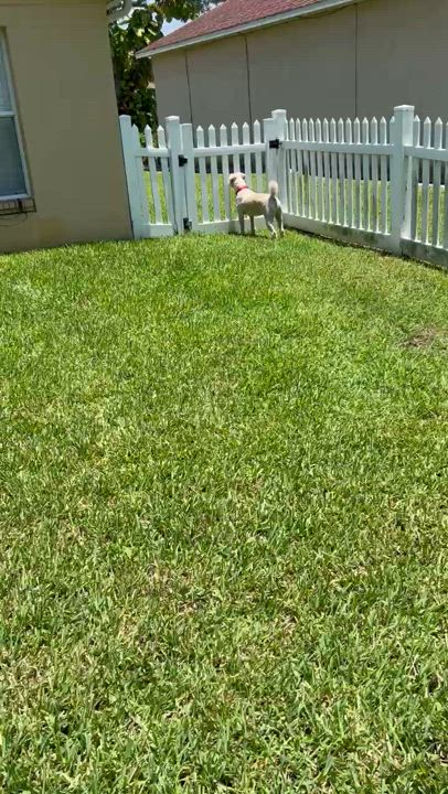 Enlarge Macky, a Adopted Wheaten Terrier in Palmetto Bay, FL video 4/5