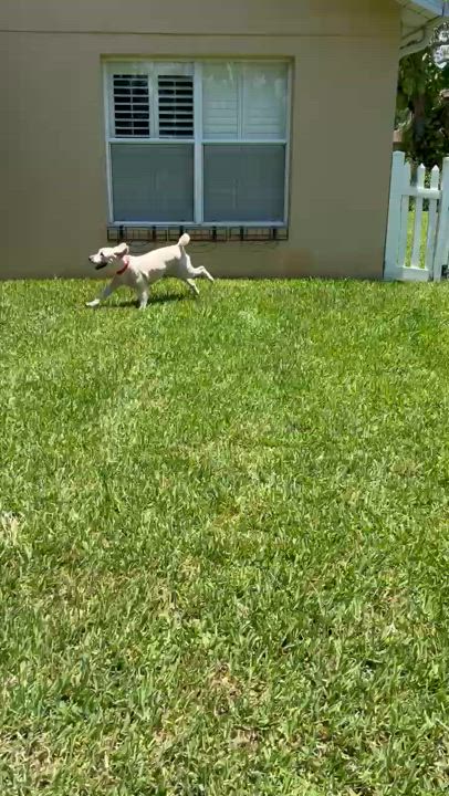 Enlarge Macky, a Adopted Wheaten Terrier in Palmetto Bay, FL video 5/5