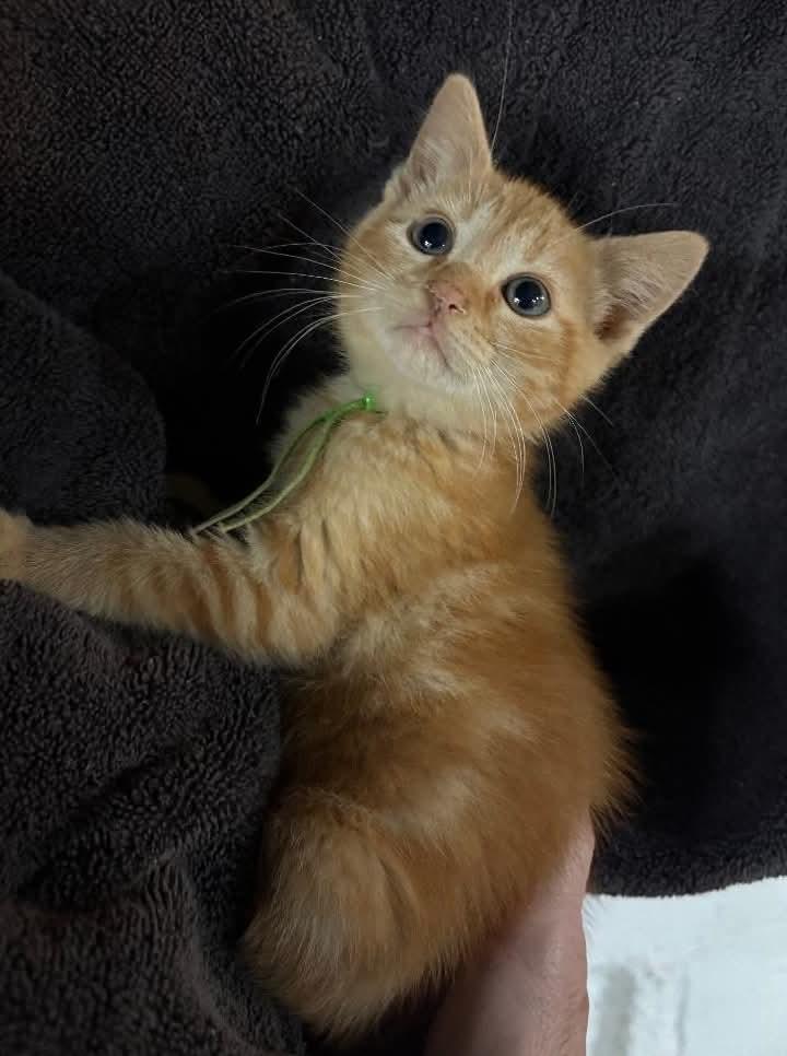 Mr. Green, adopted, Kitten Male Domestic Short Hair & Tabby.