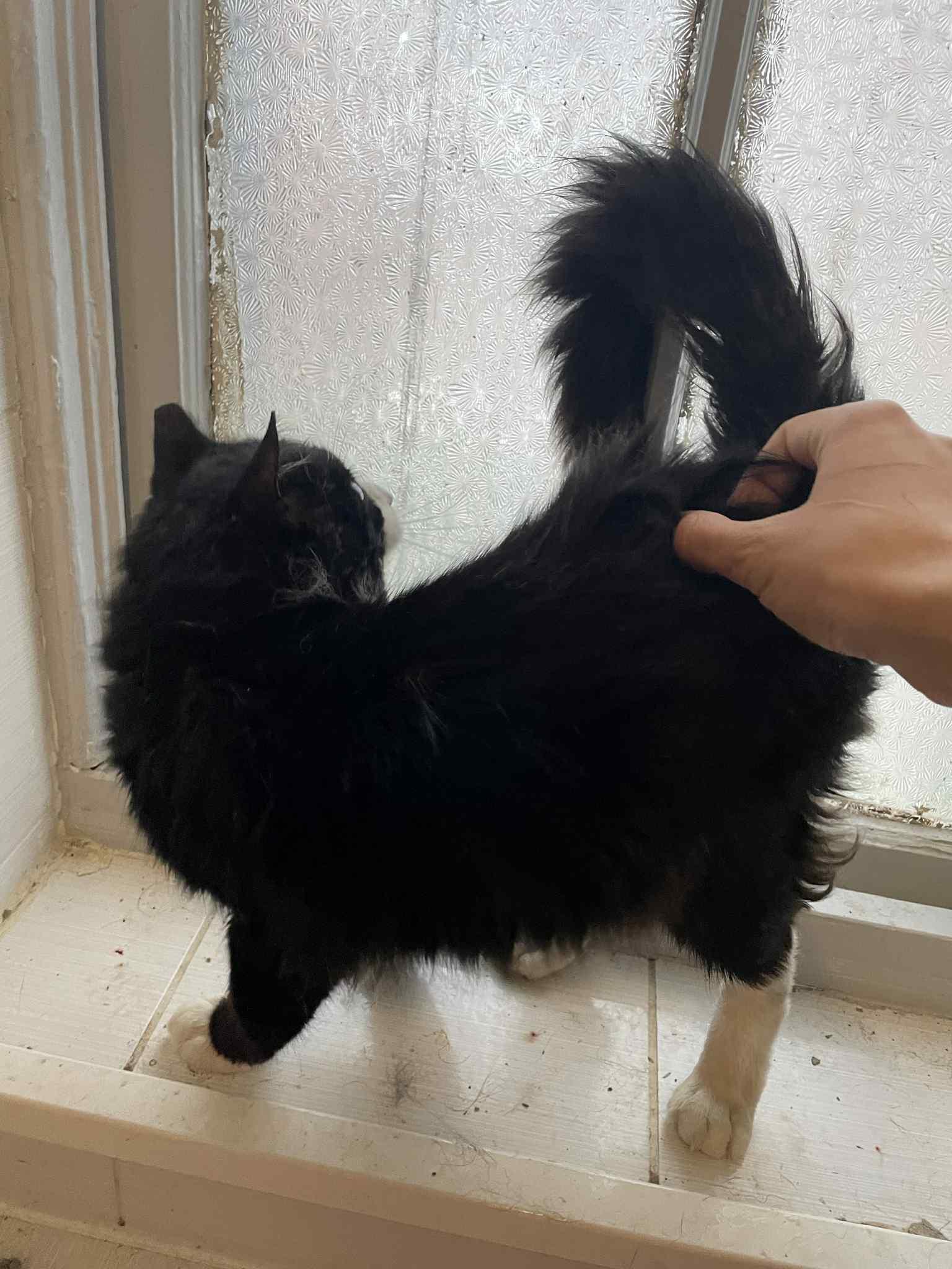 Alex (aka Ax)